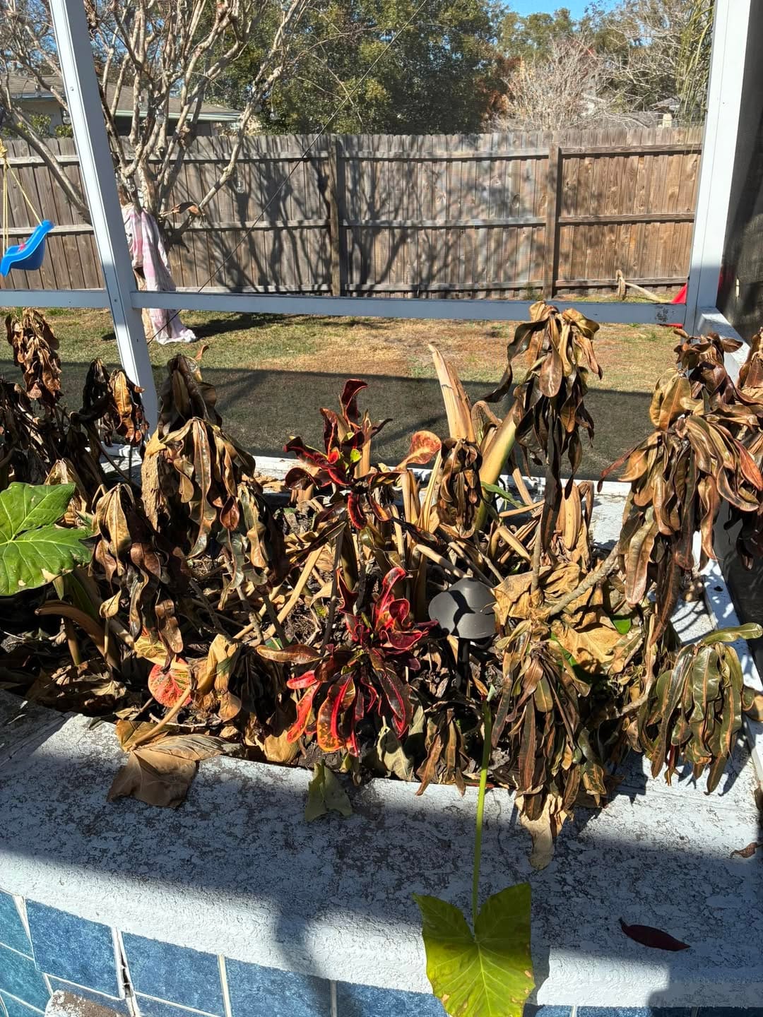 Cold damaged croton plant