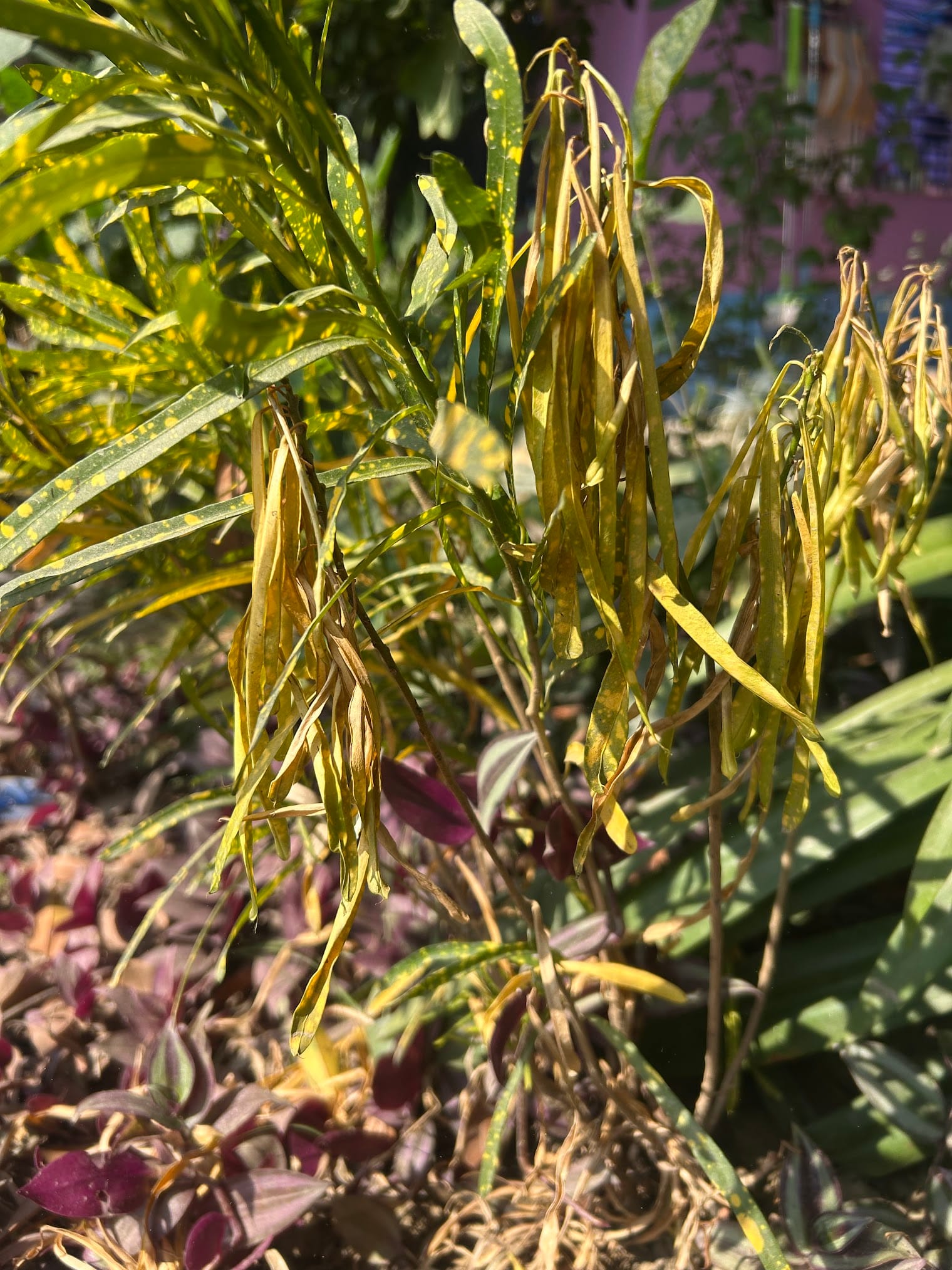 Croton is dying due to over watering