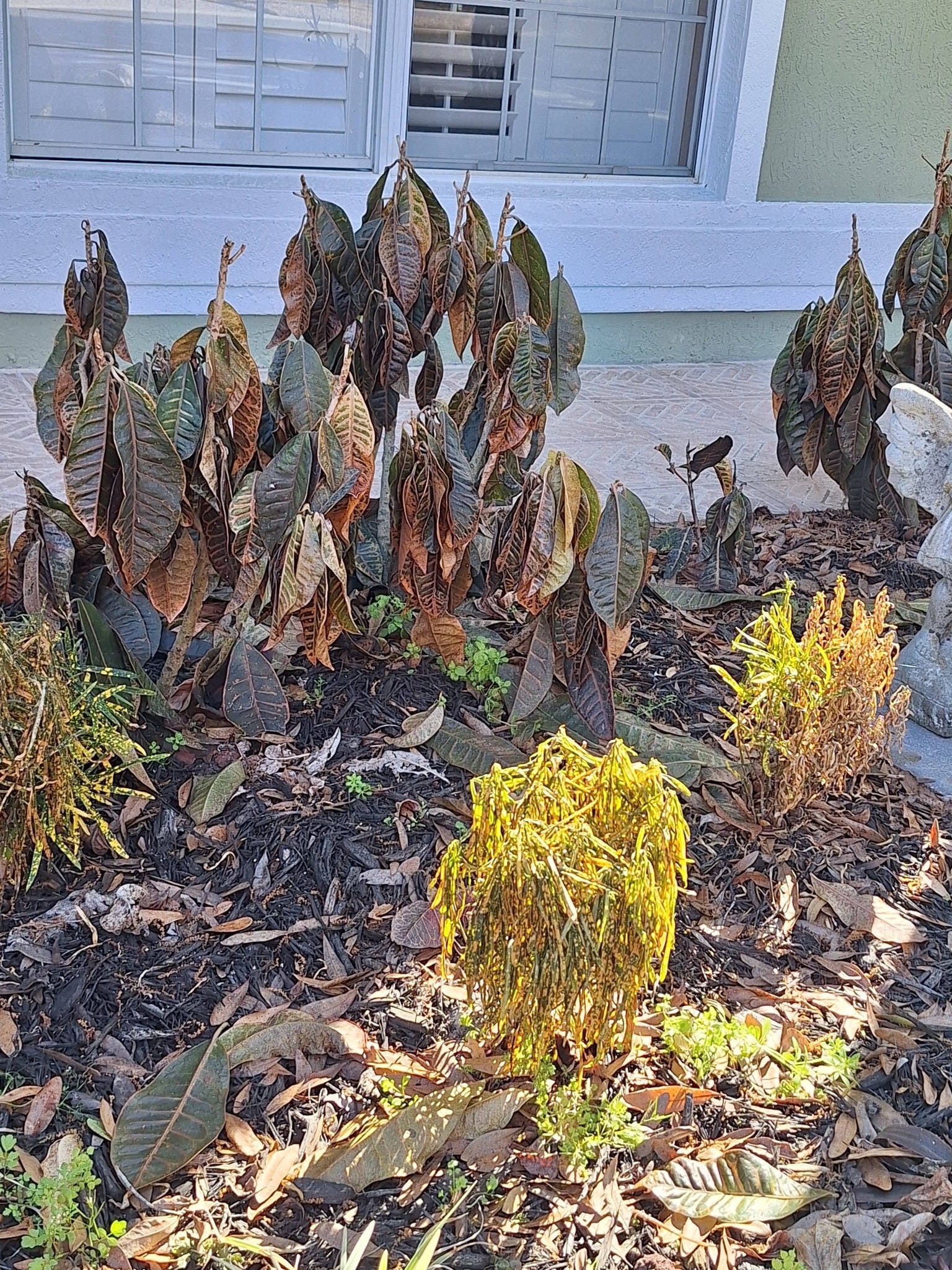 Croton leaves are drying up due to low humidity