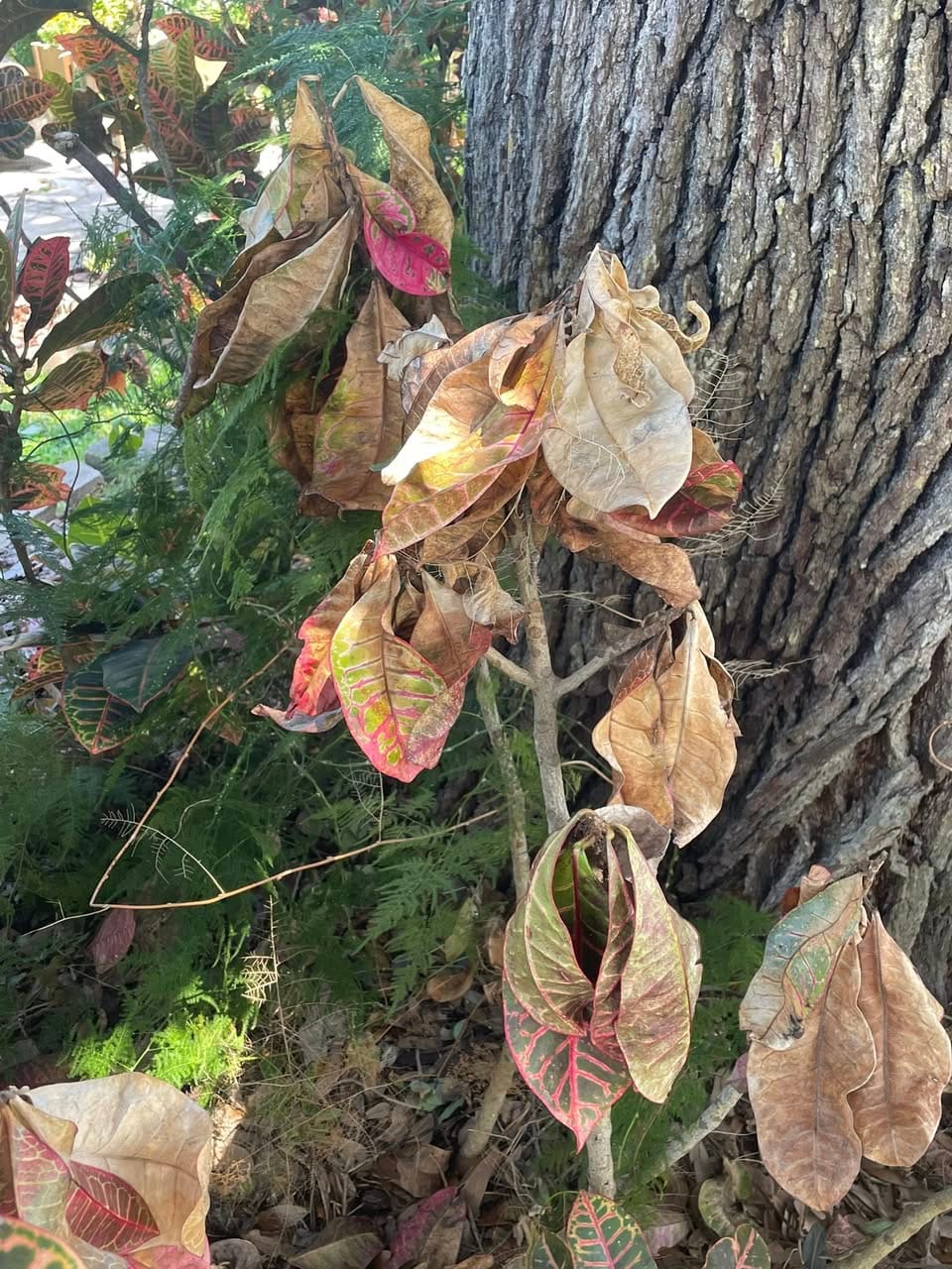 Croton Plant Leaves Drying up