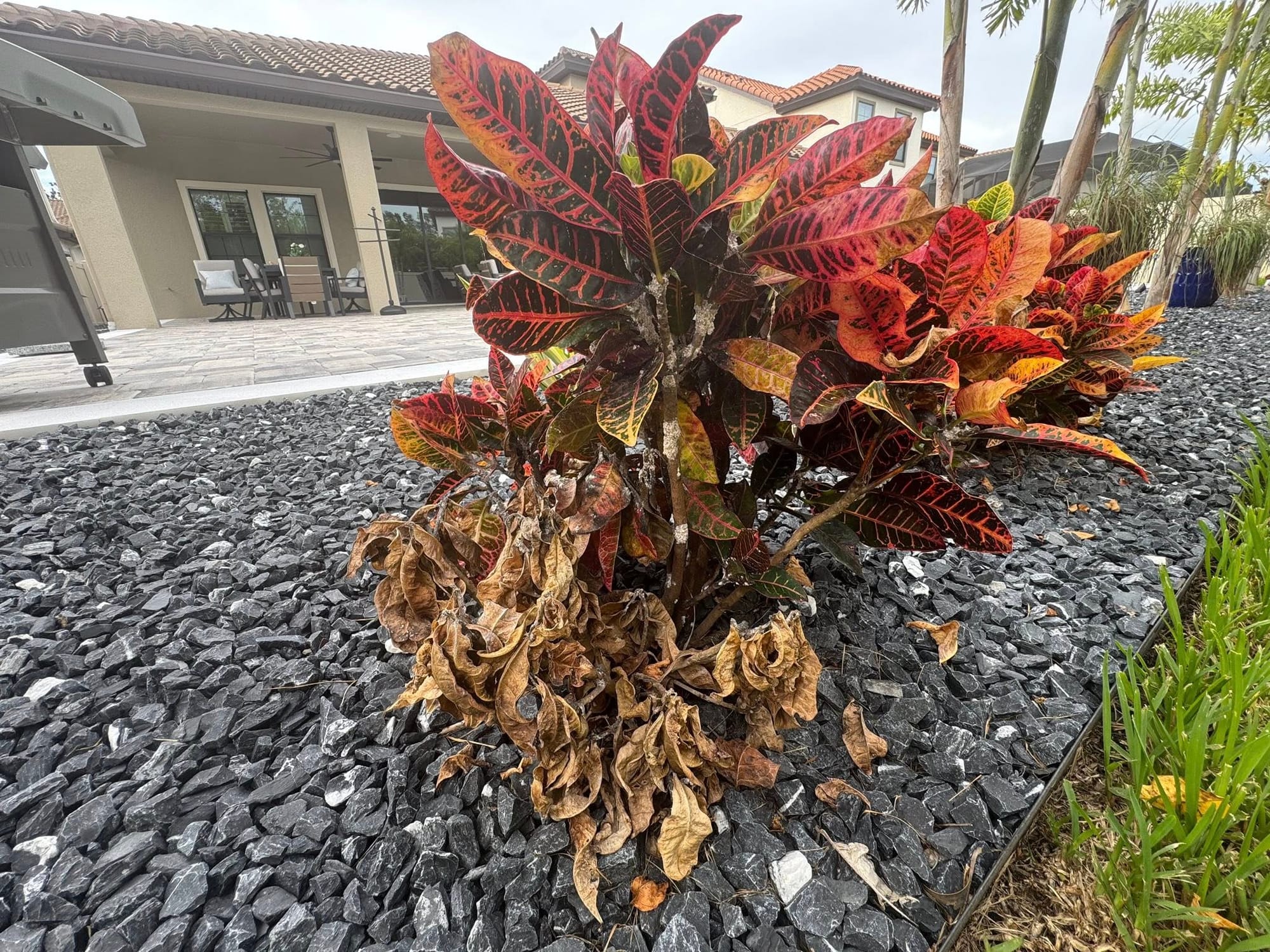 Croton dying due to mealybugs