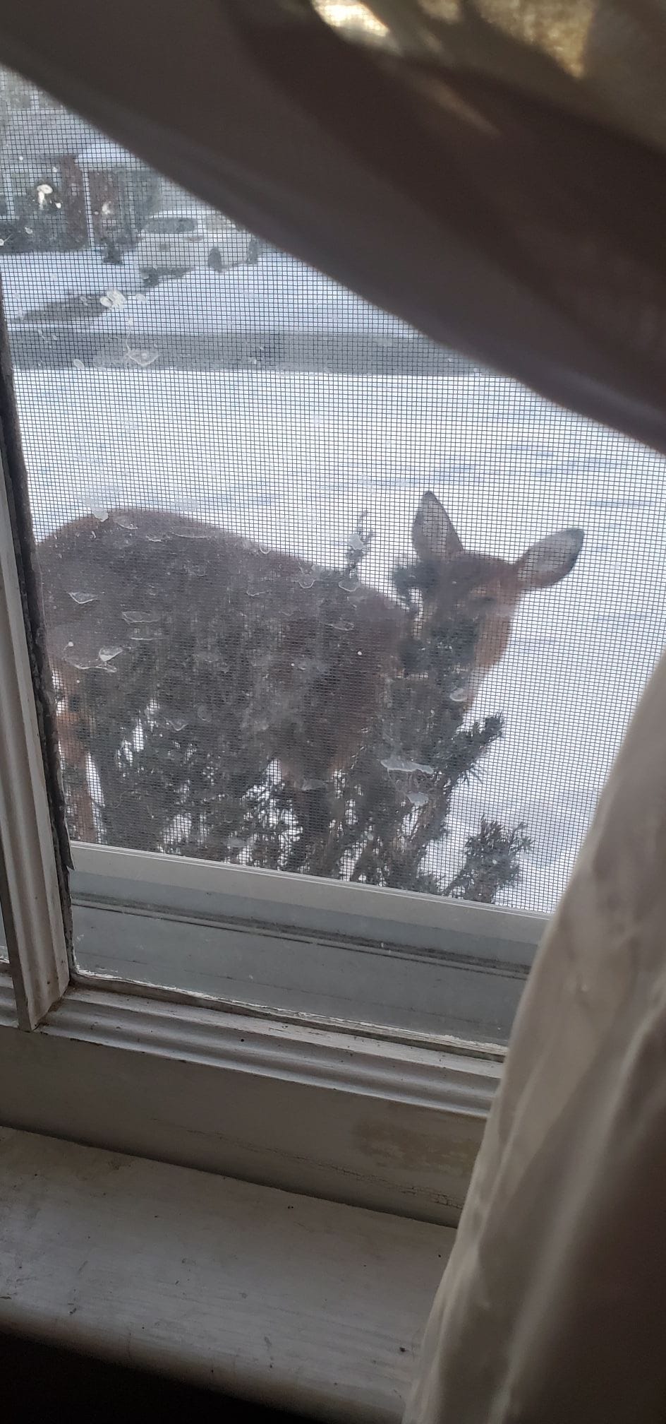 Deer in front garden