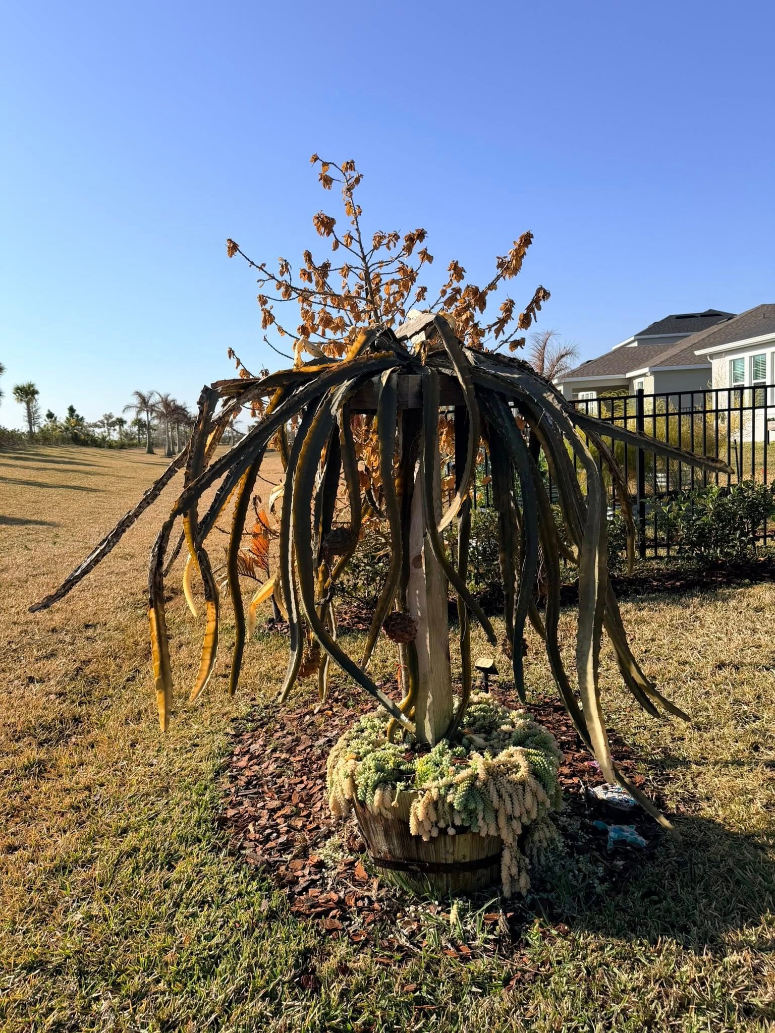 Unprotected Dragon fruit cactus plant in cold