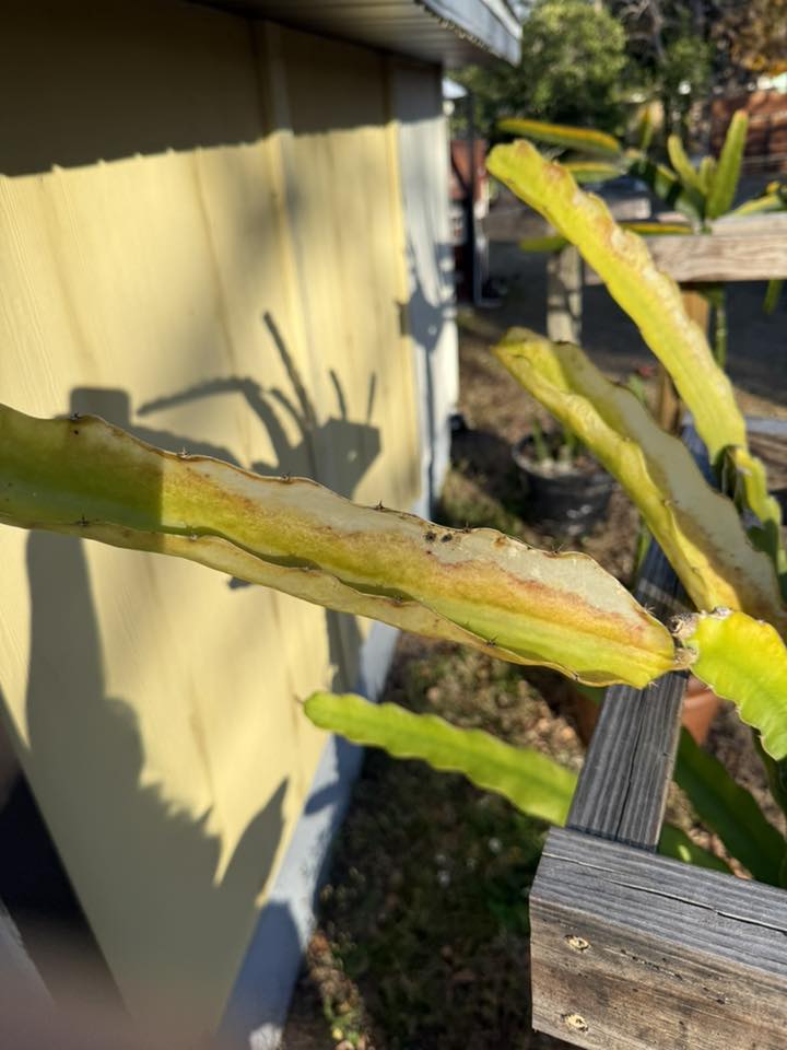Frost bitten dragon fruit plant