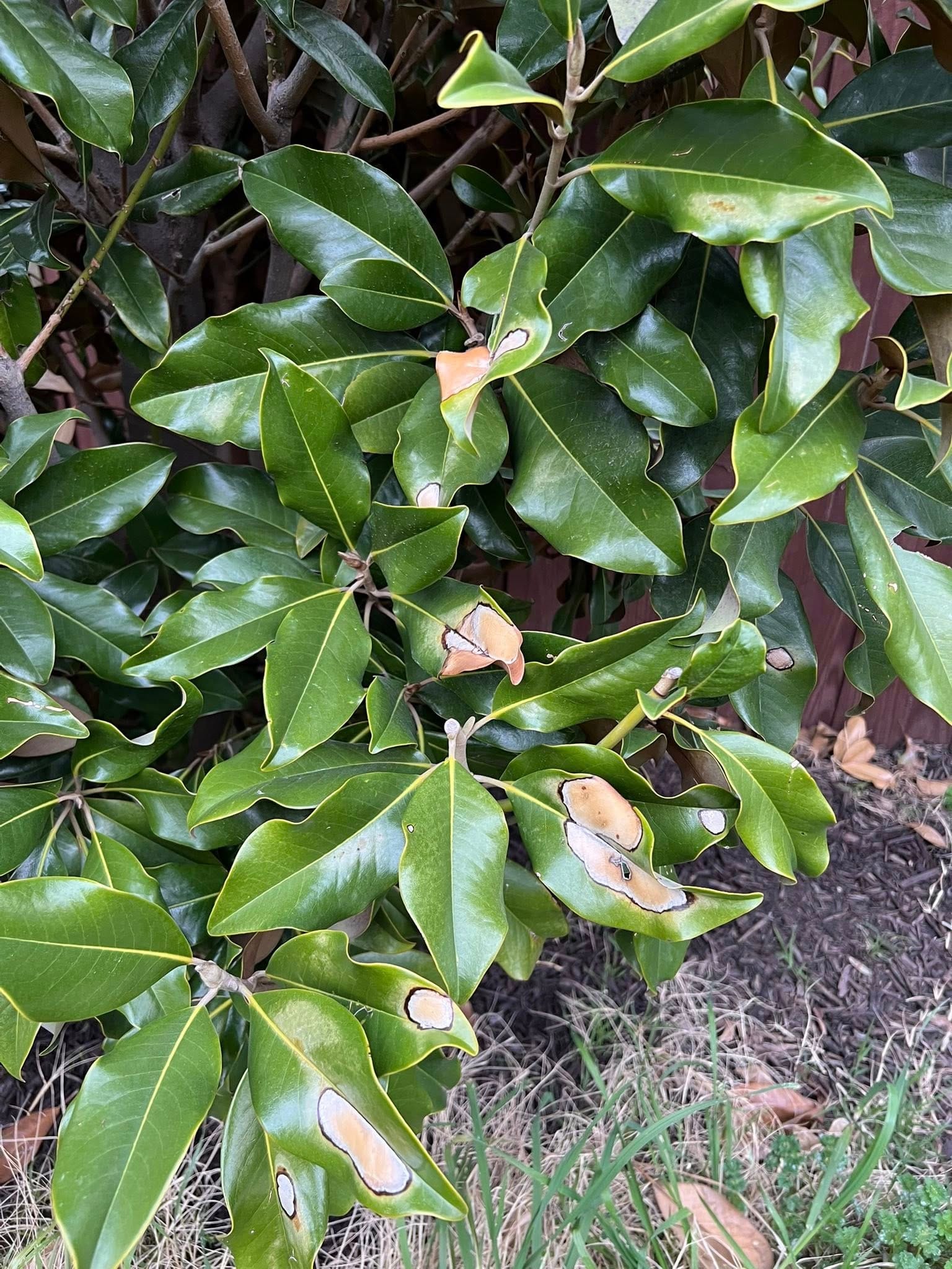Magnolia leaf tips turning brown due to cold