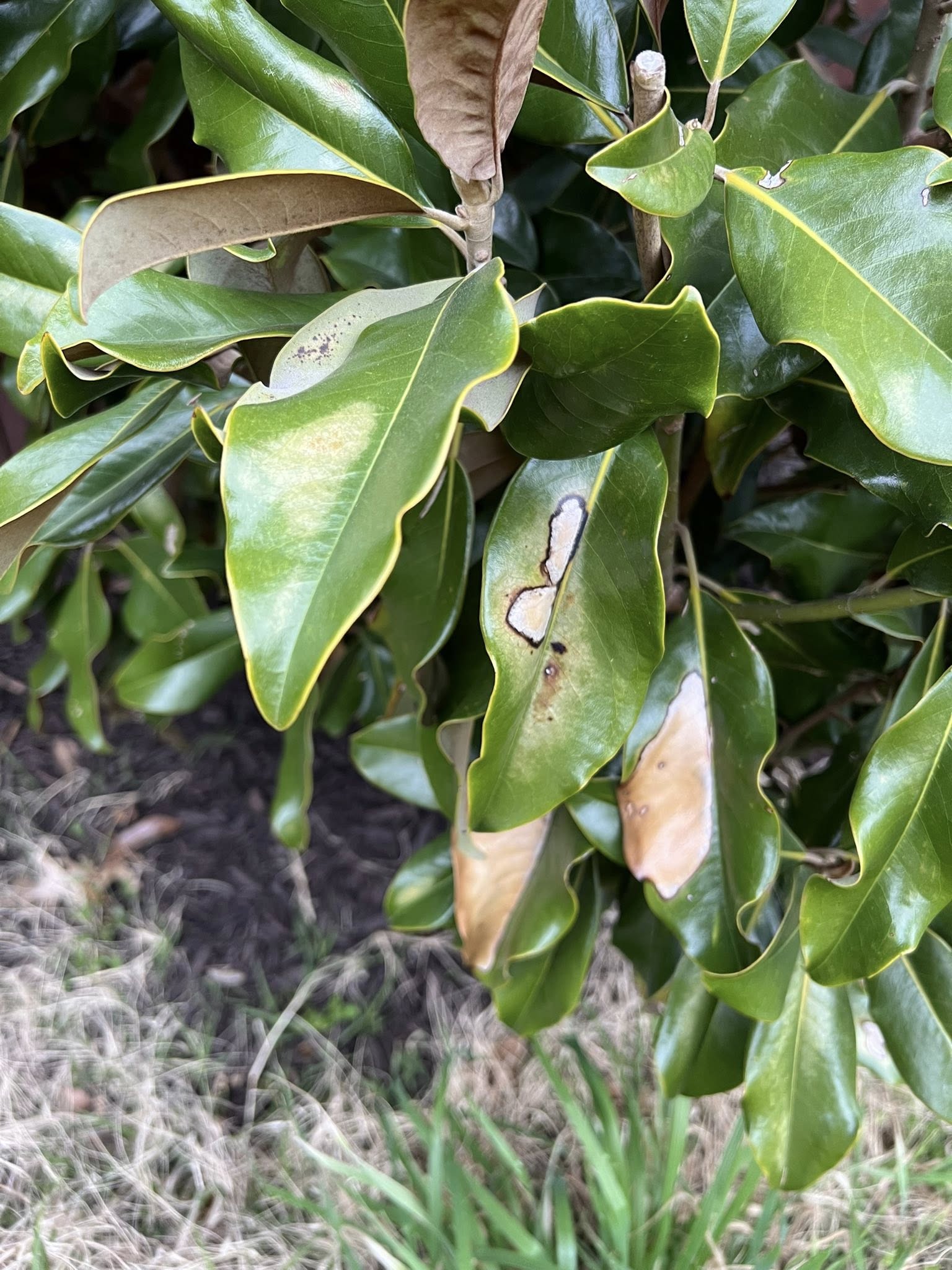 Magnolia leaves are turning brown due to cold damage