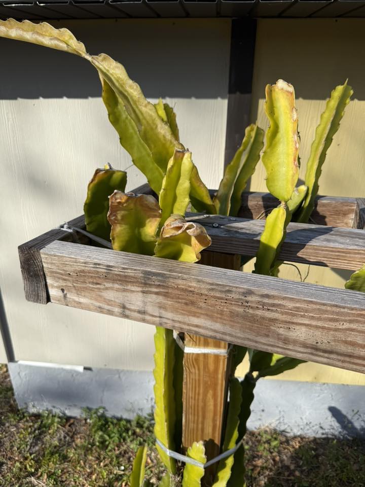 Mushy stem of dragon fruit after cold