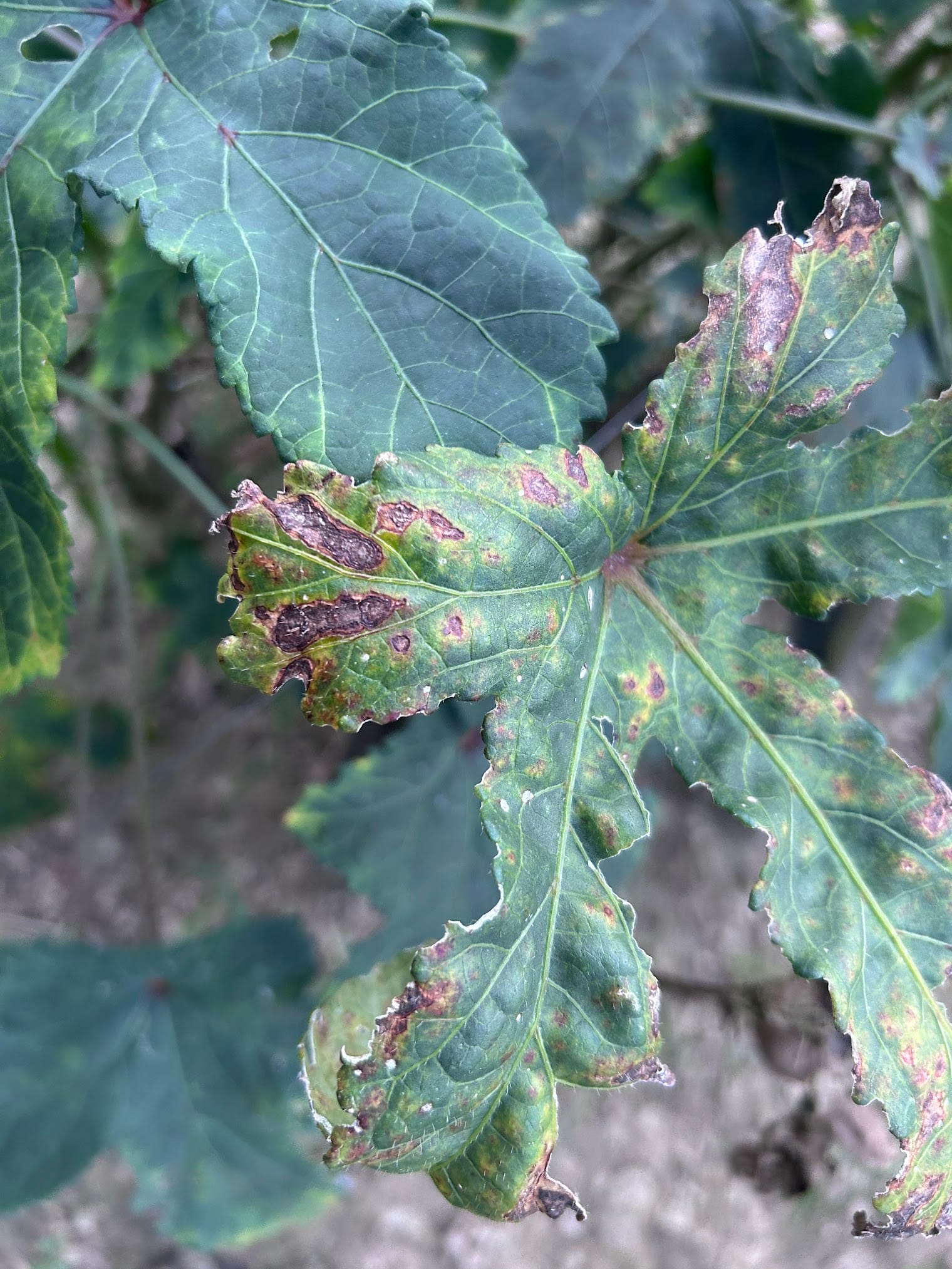 brown spots on okra leaves due to heat