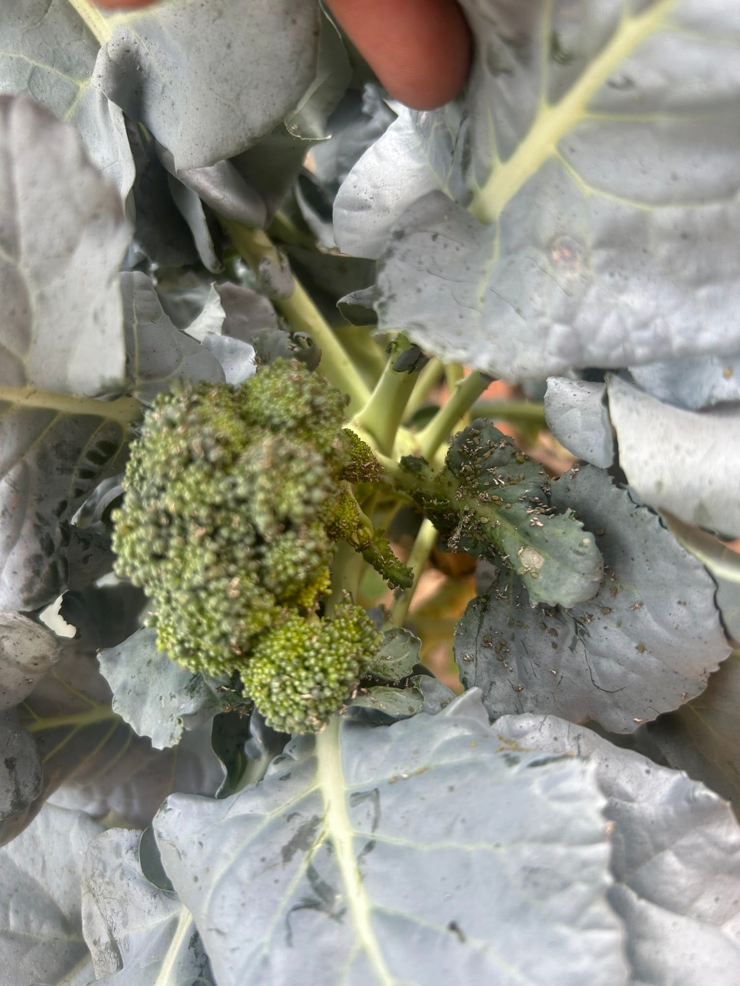 Aphids on Broccoli