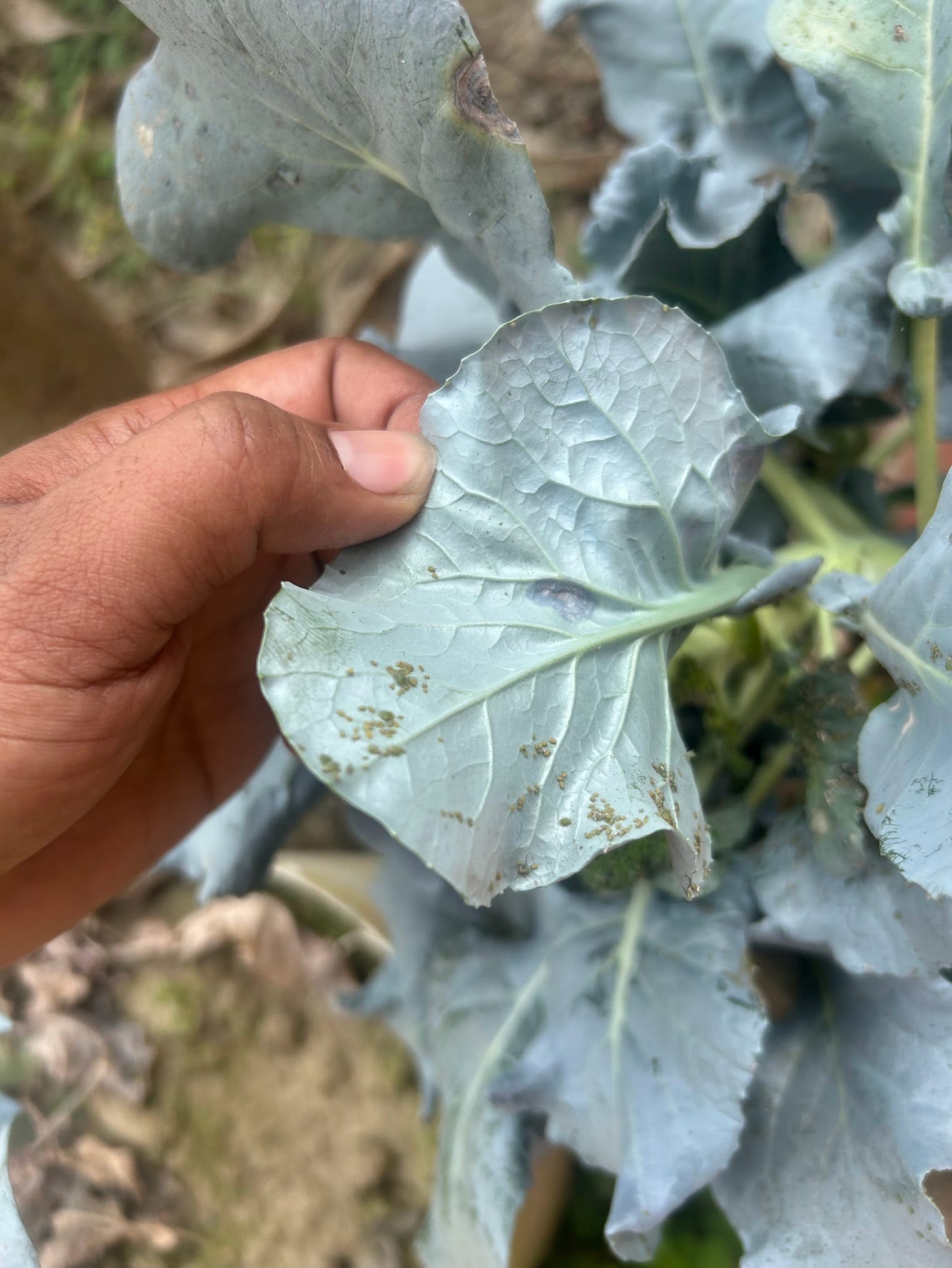 Aphids on broccoli leaves