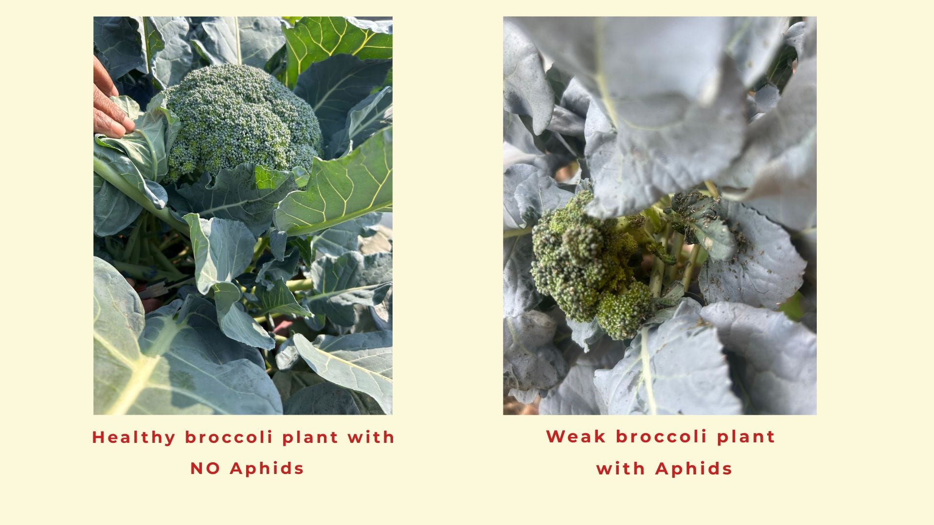Aphids on weaker broccoli plants