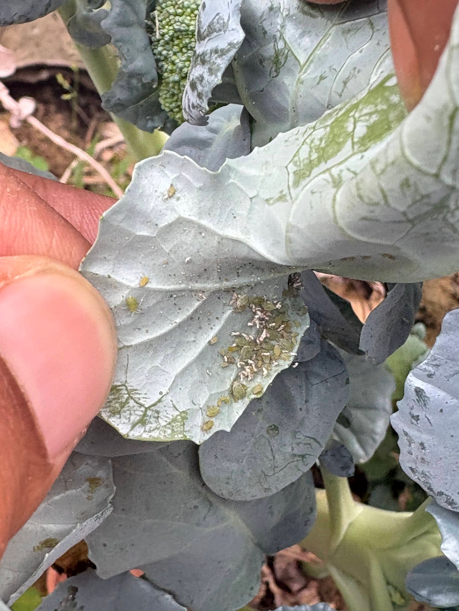 Aphids under broccoli leaves