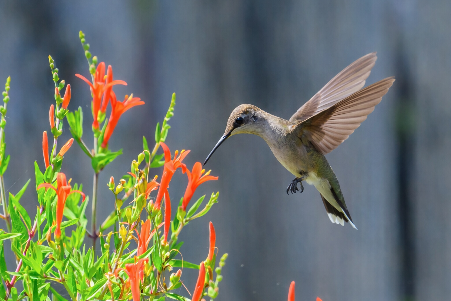 Flame Acanthus with hummingbird
