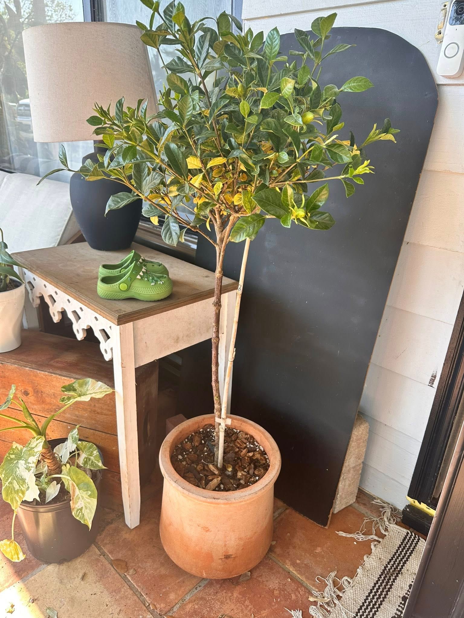 Potted gardenia leaves turning yellow