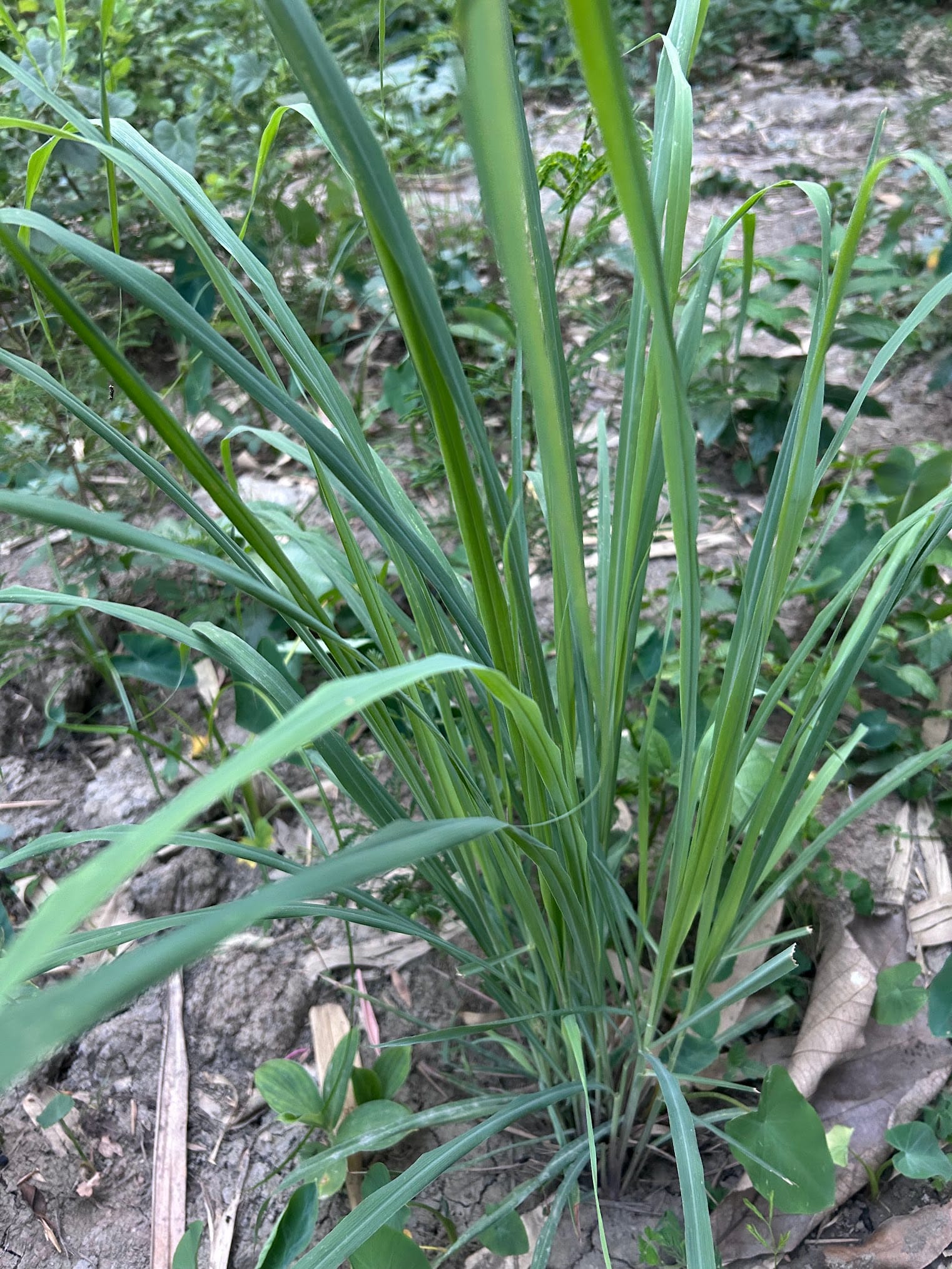 Lemongrass in Florida