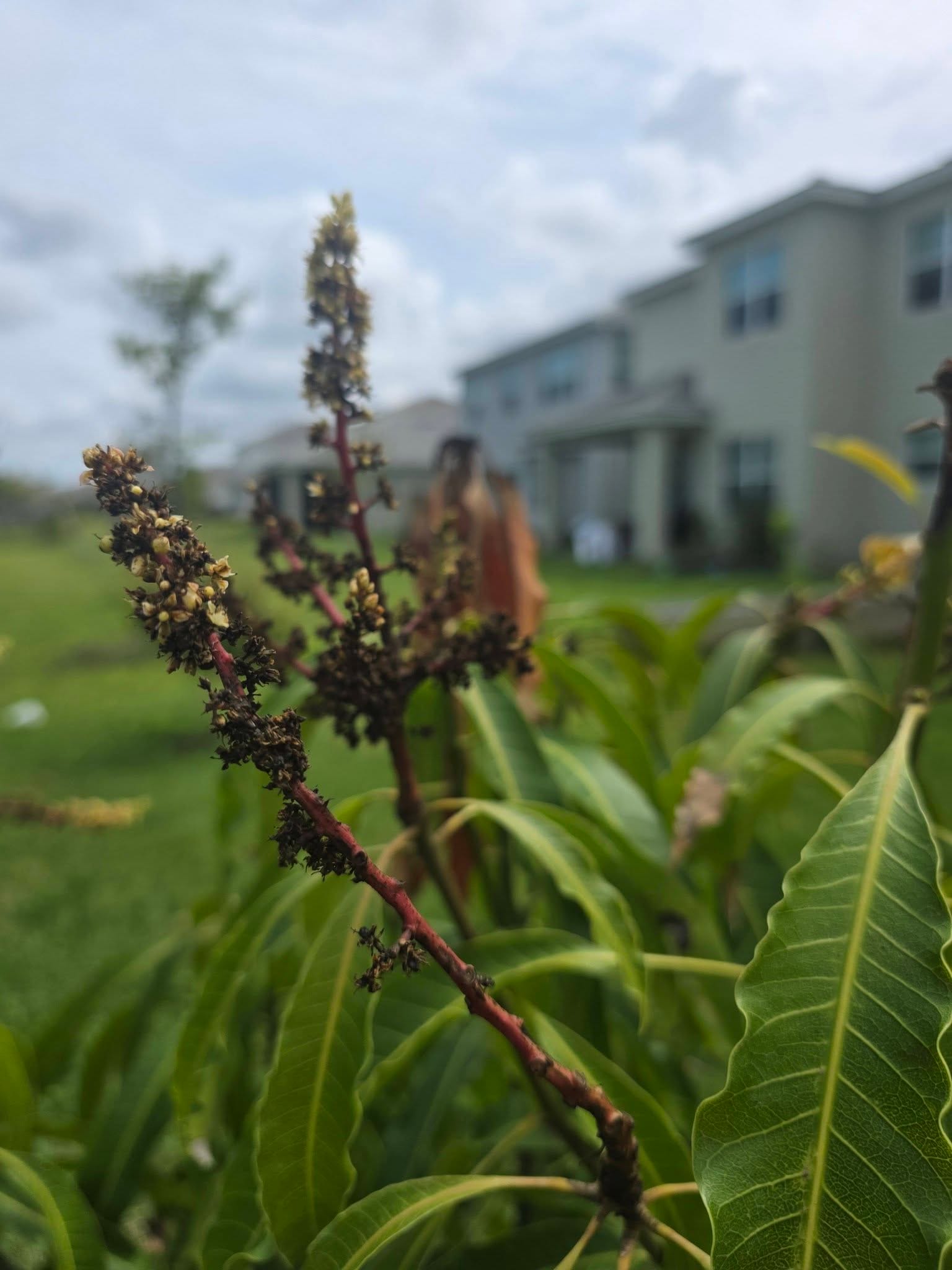 Anthracnose on mango blossoms