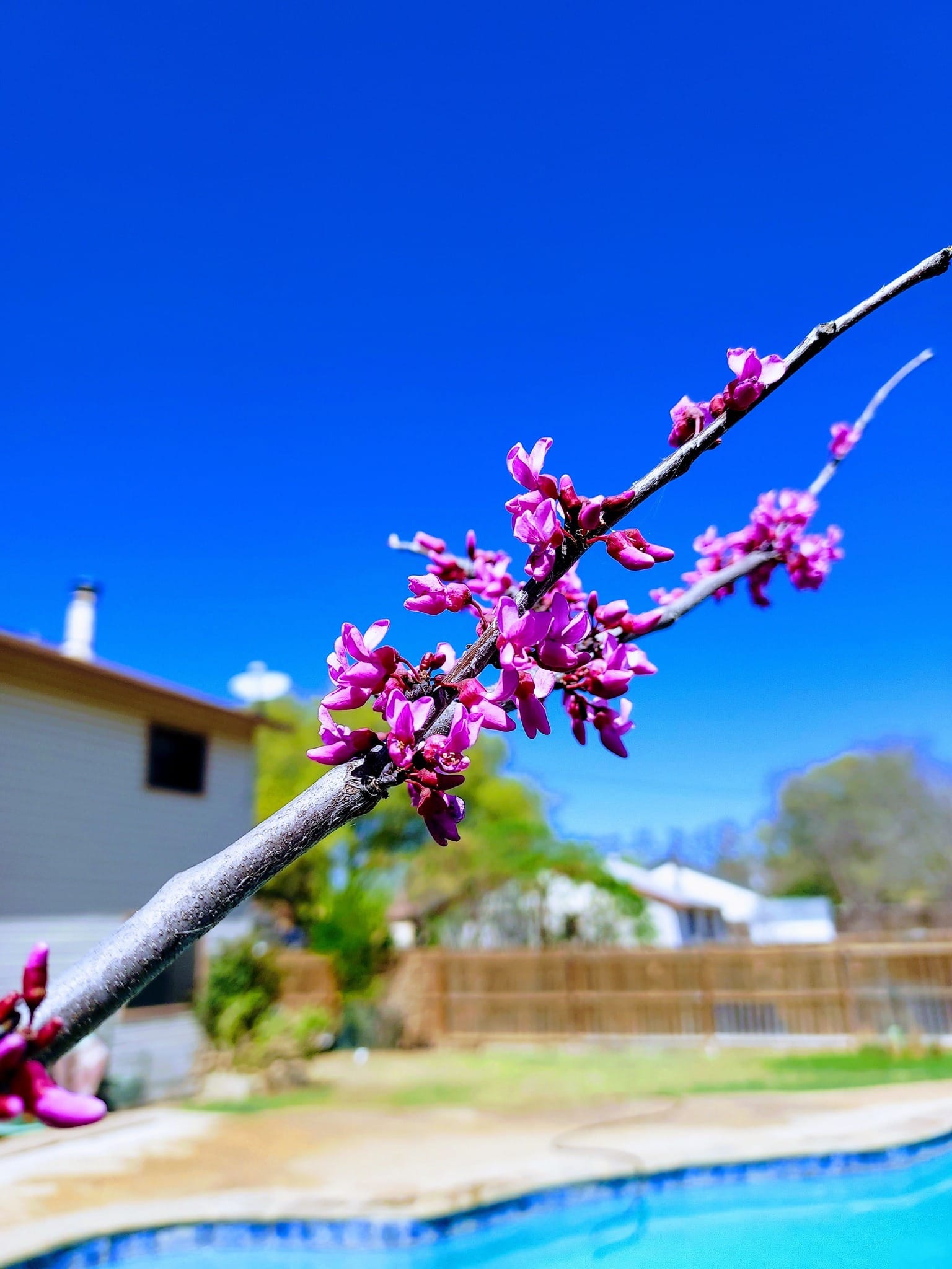 Texas redbud blooming