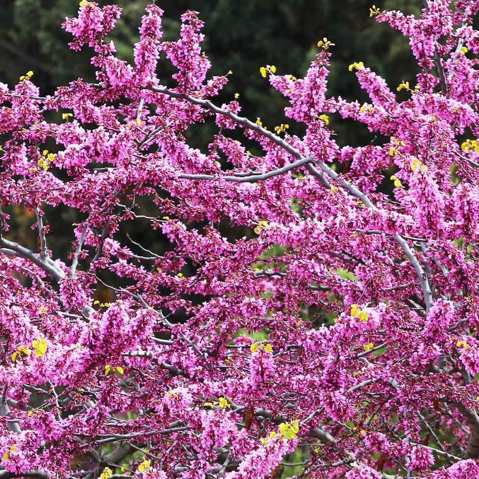 Texas Redbud