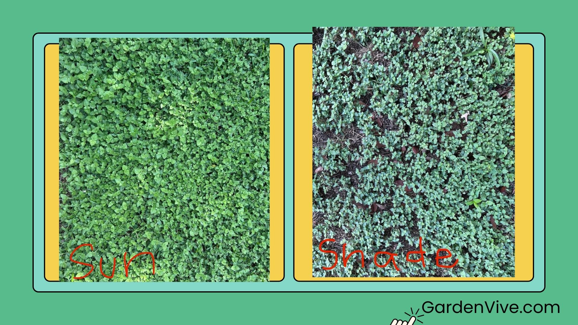 Texas Native Horseherb