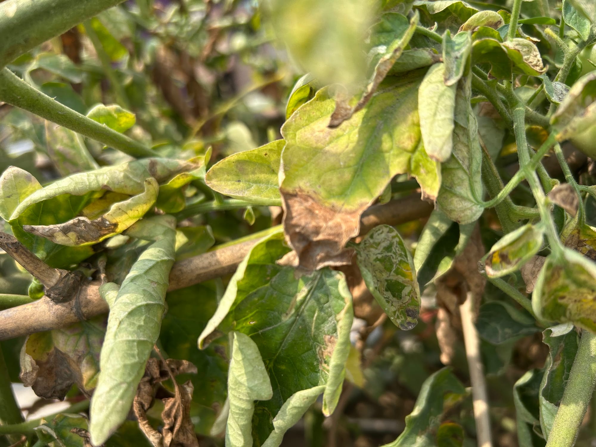 Tomato leaf tip turning brown