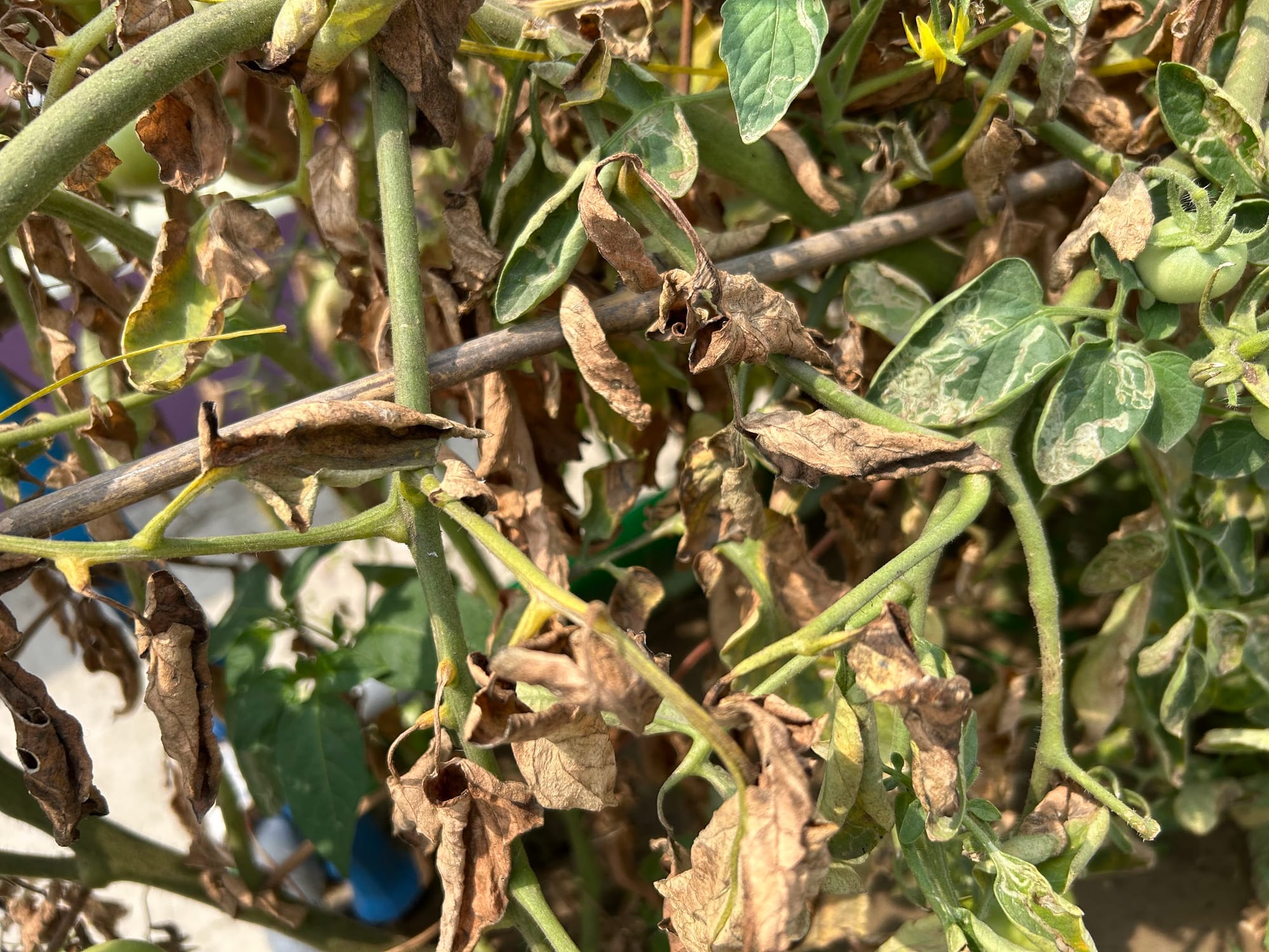 Tomato leaves are drying up due to the heat