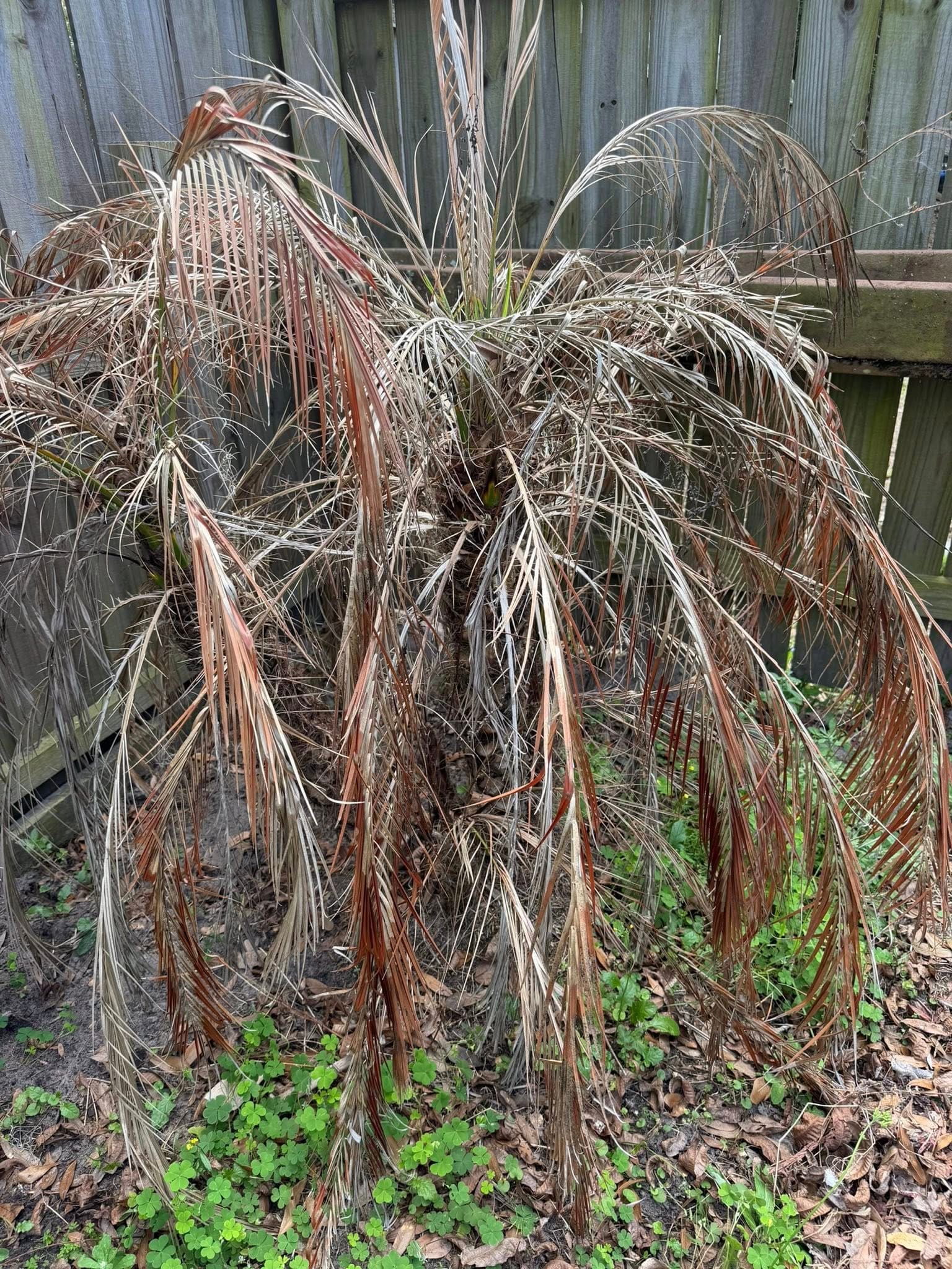 date palm leaves turning brown due to cold