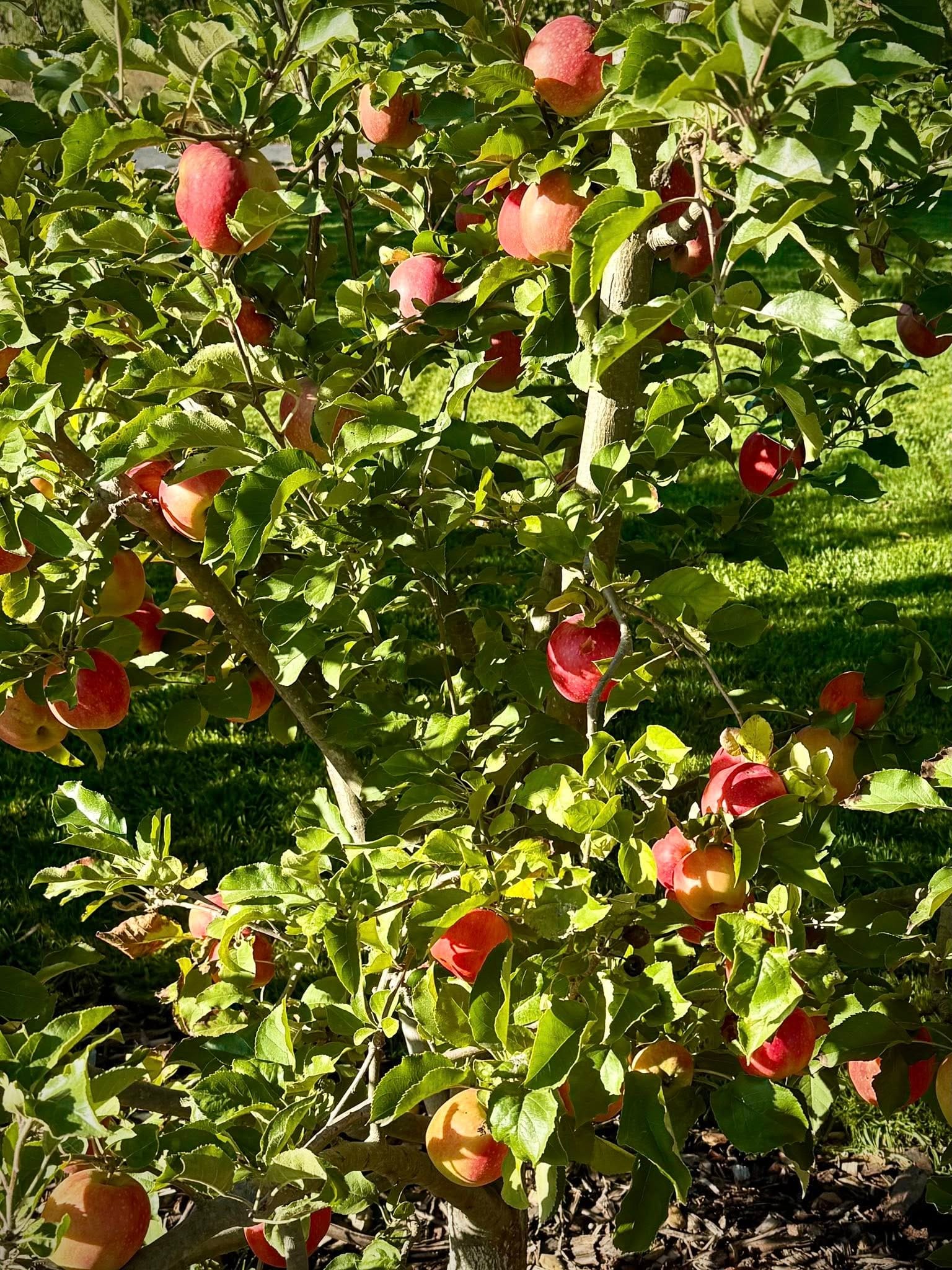 Apple Tree in North Texas