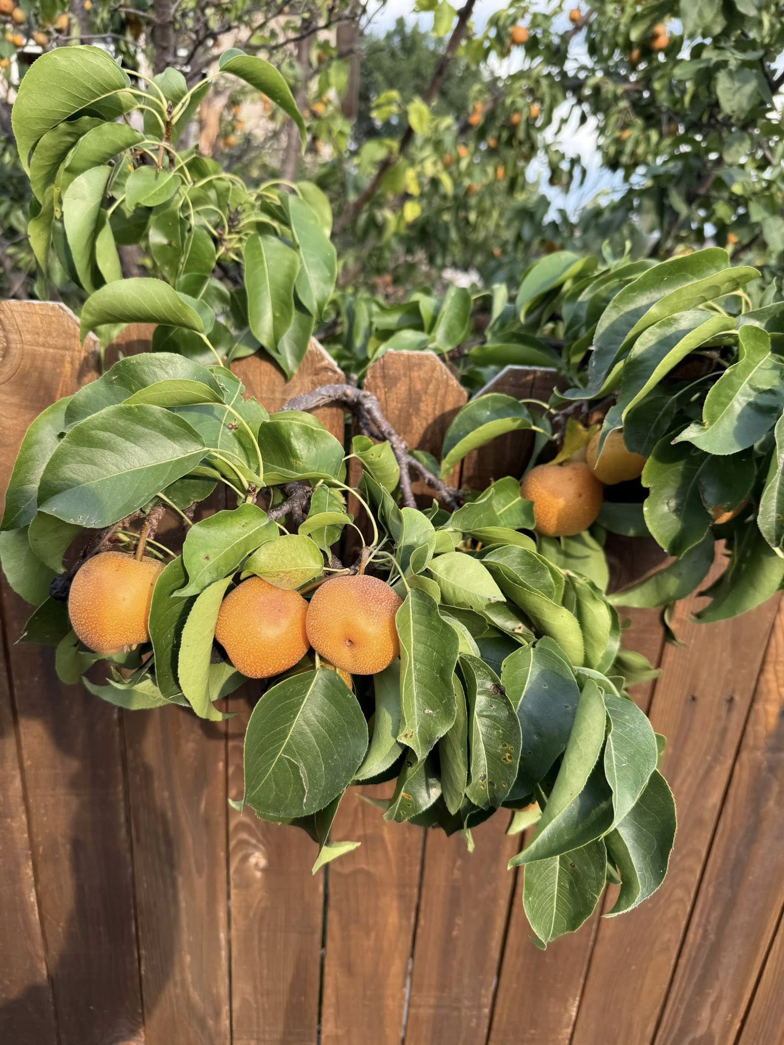 Asian Pear in North Texas