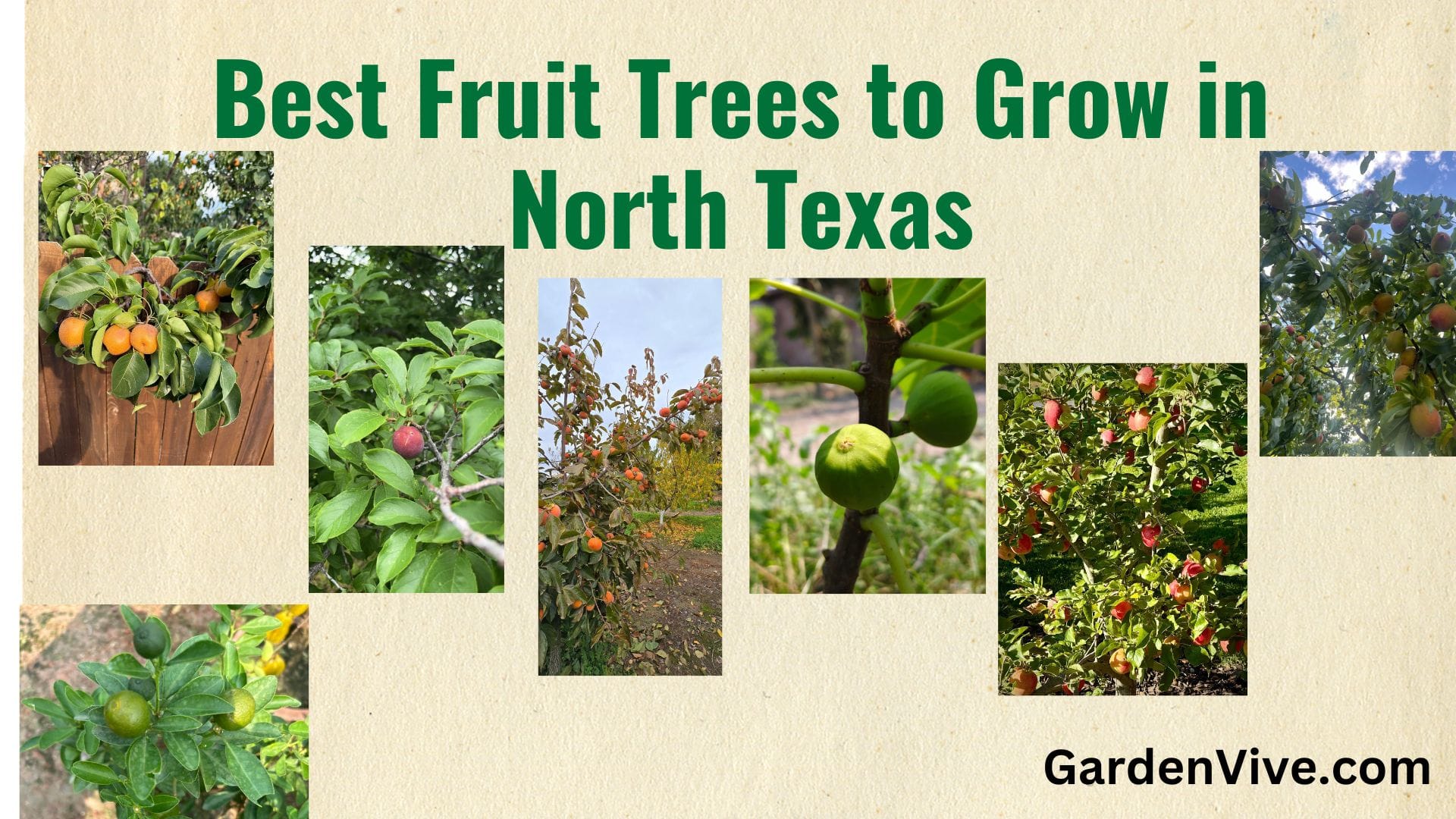 Best Fruit Trees to Grow in North Texas