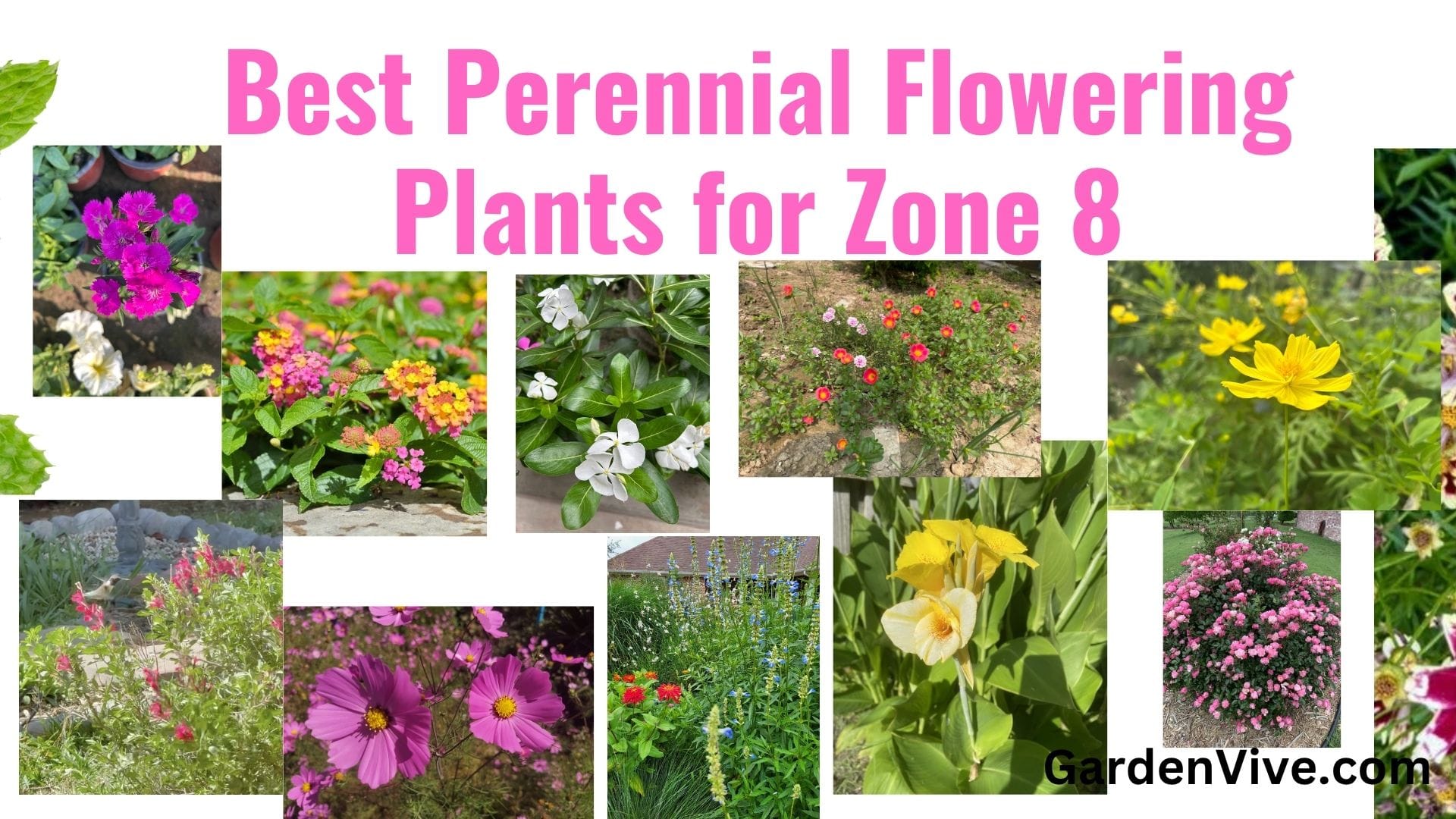 Best Perennial Flowering Plants for Zone 8