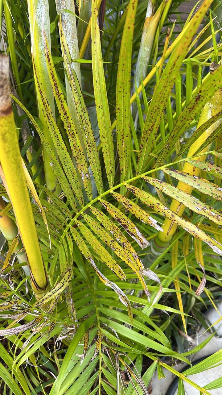 Brown dots on areca palm