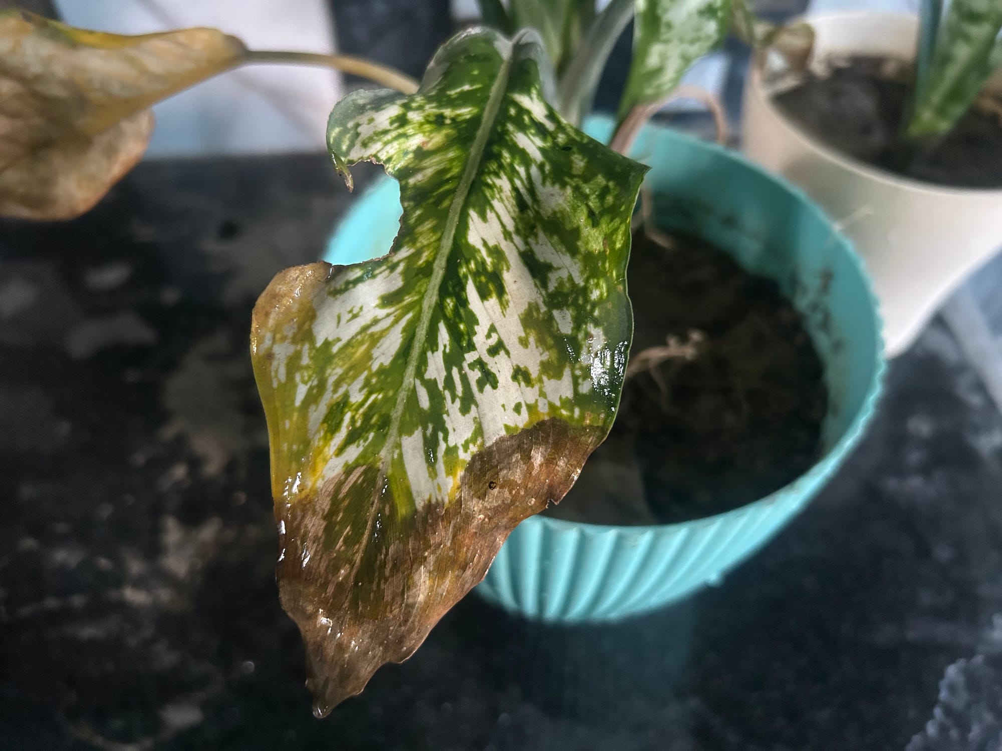 Yellow and brown leaves on Chinese evergreen