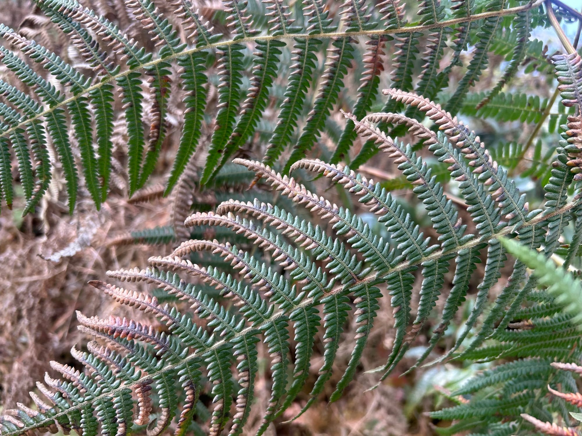One side of fern leaf is turning brown