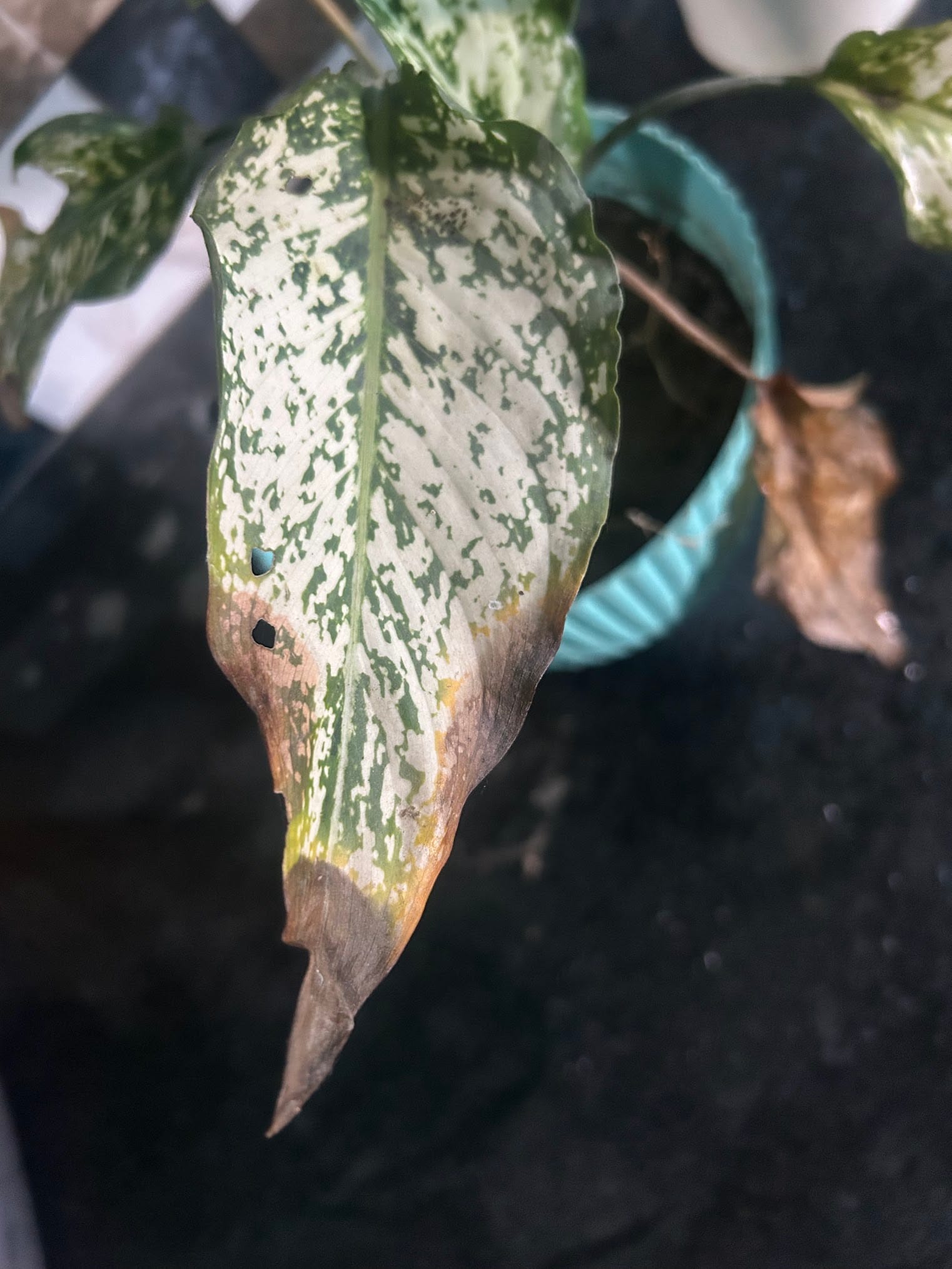 Chinese evergreen leaf tip browning