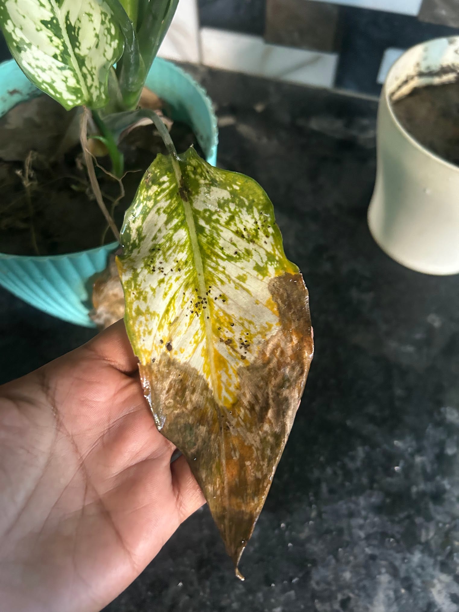 Chinese evergreen leaf yellowing