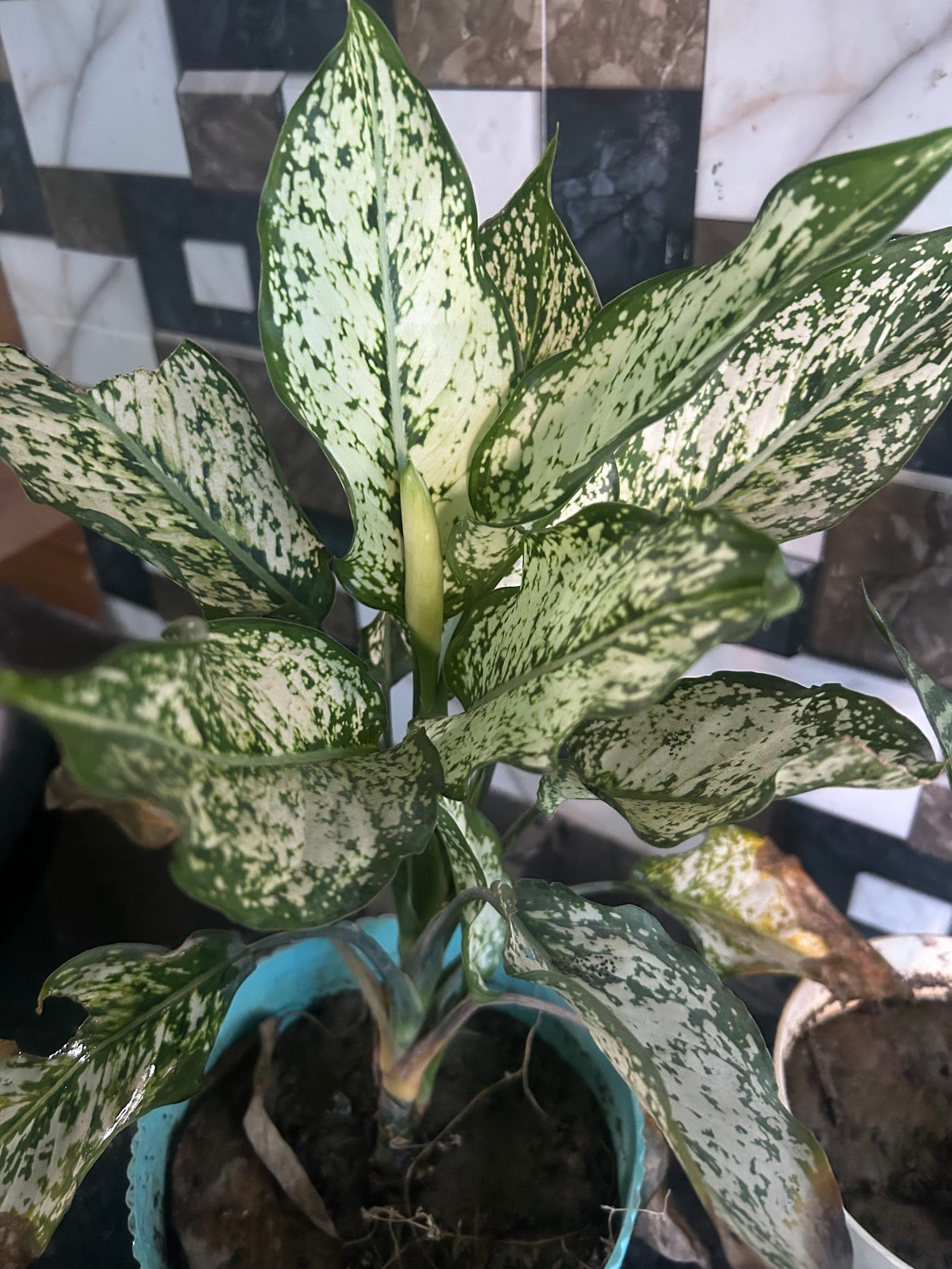 Chinese evergreen recovered from yellow leaf issue