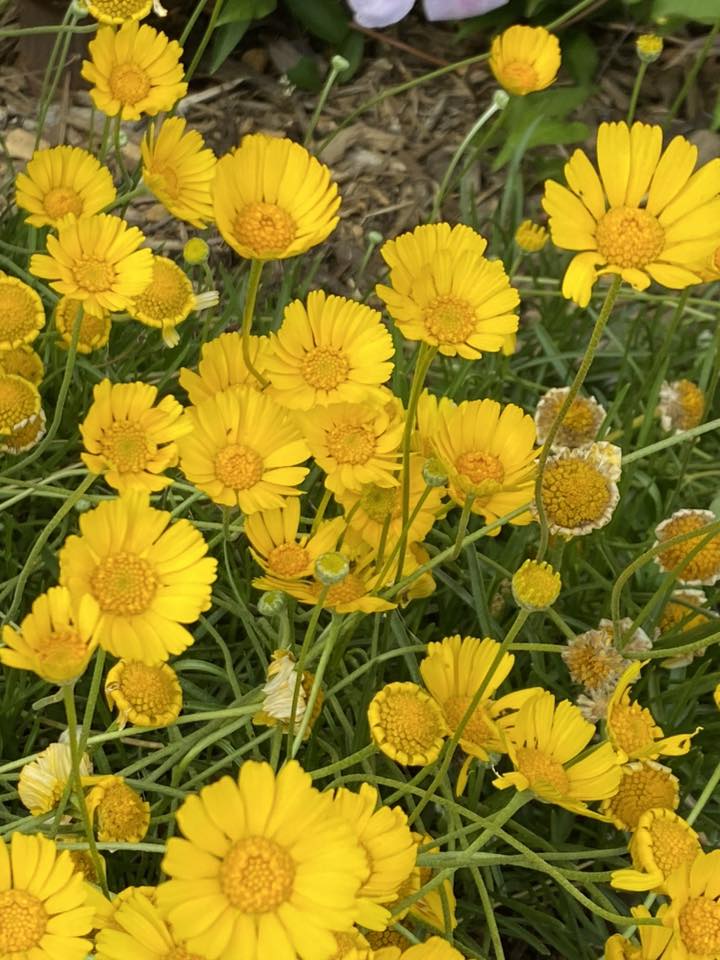 coreopsis
