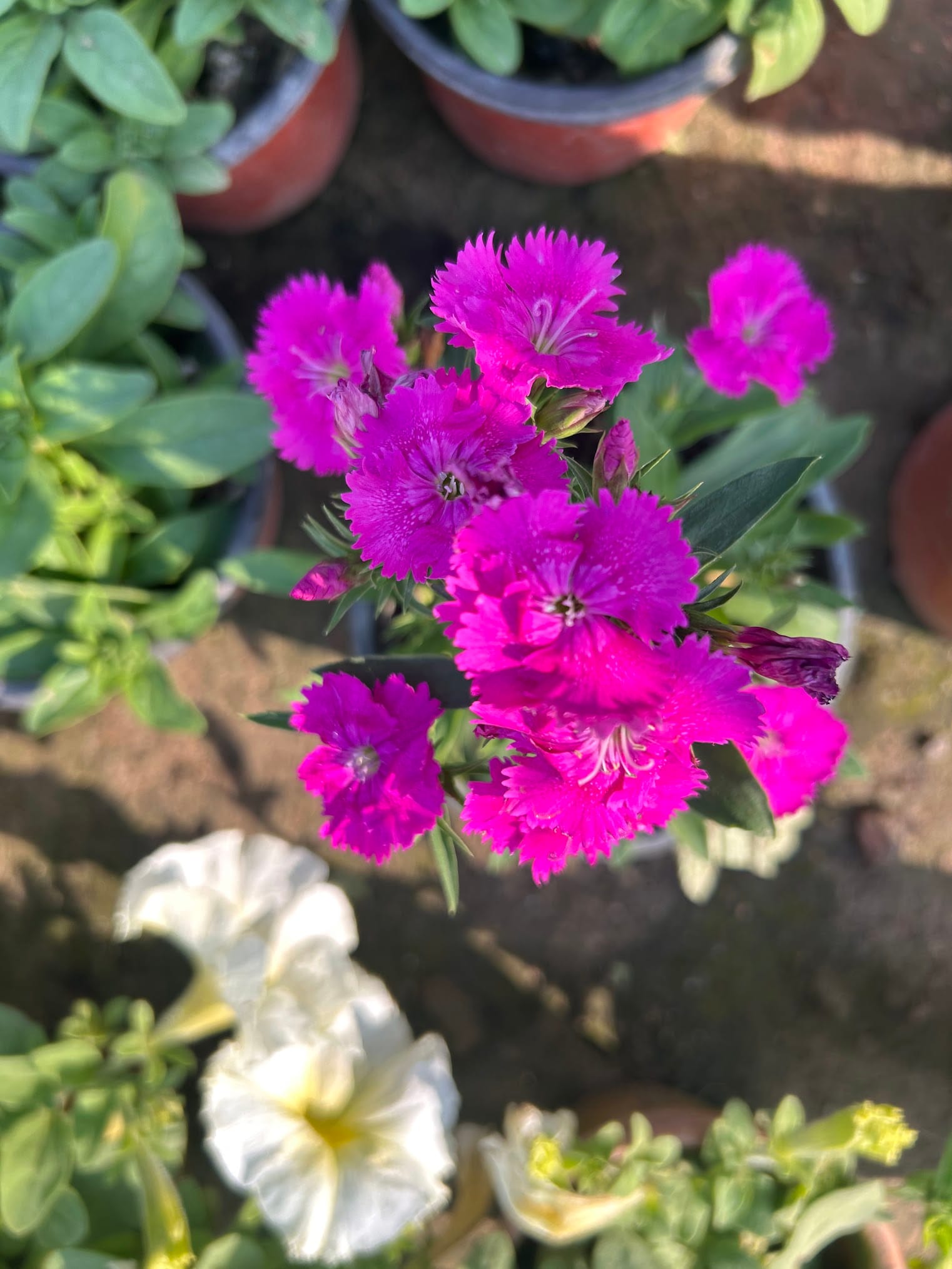 Dianthus