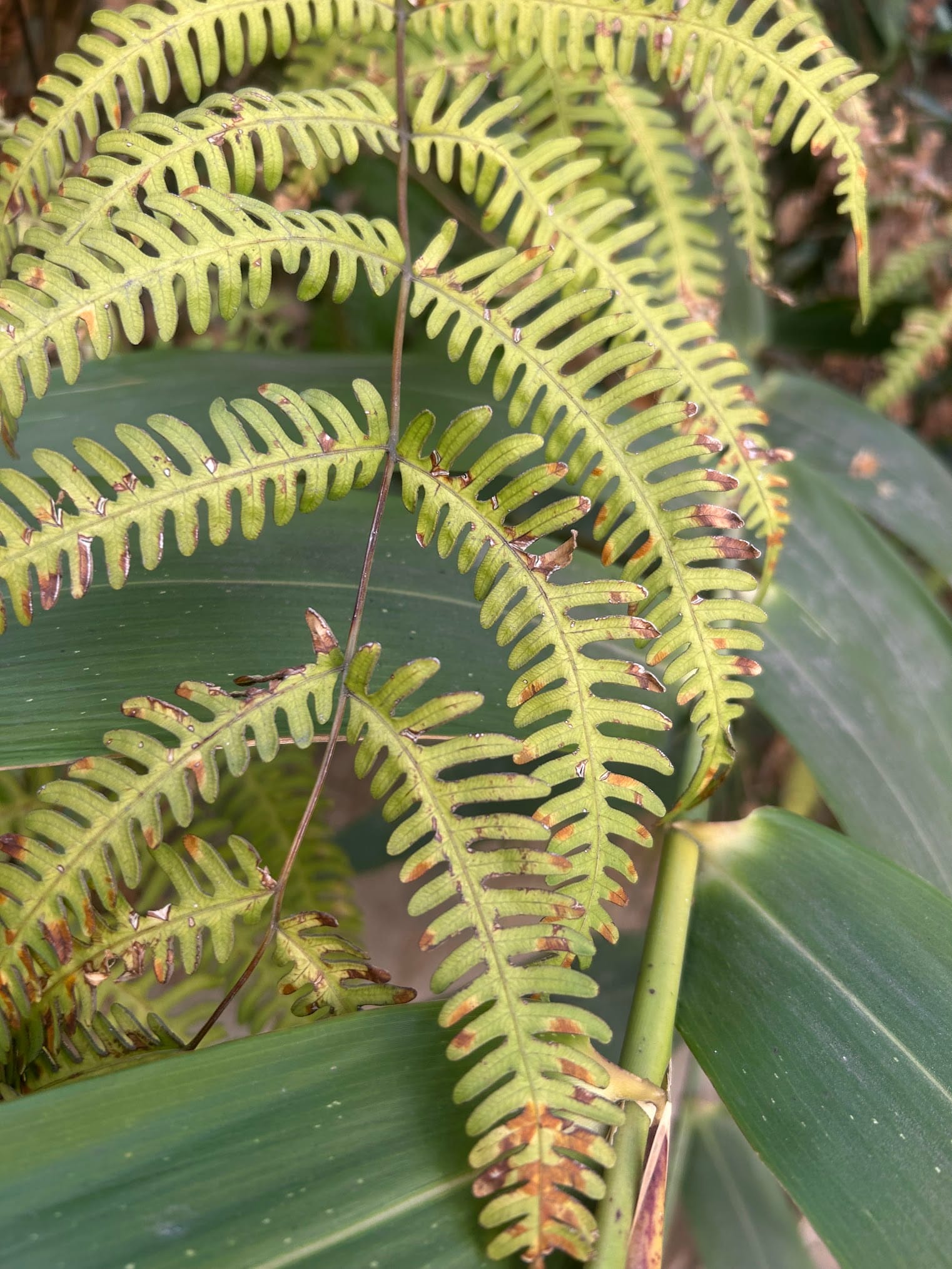 Brown spots on fern leaves