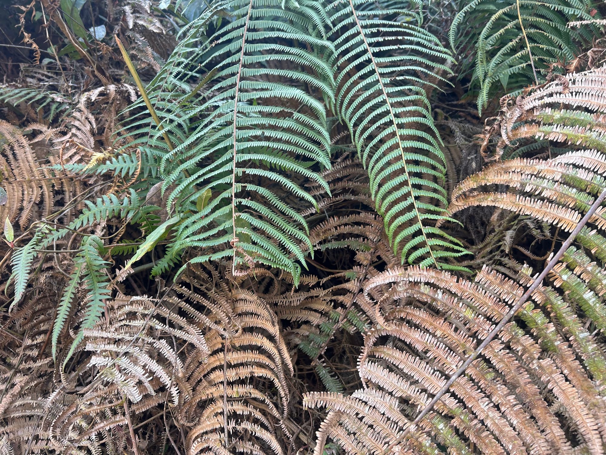 Fern leaves are turning brown