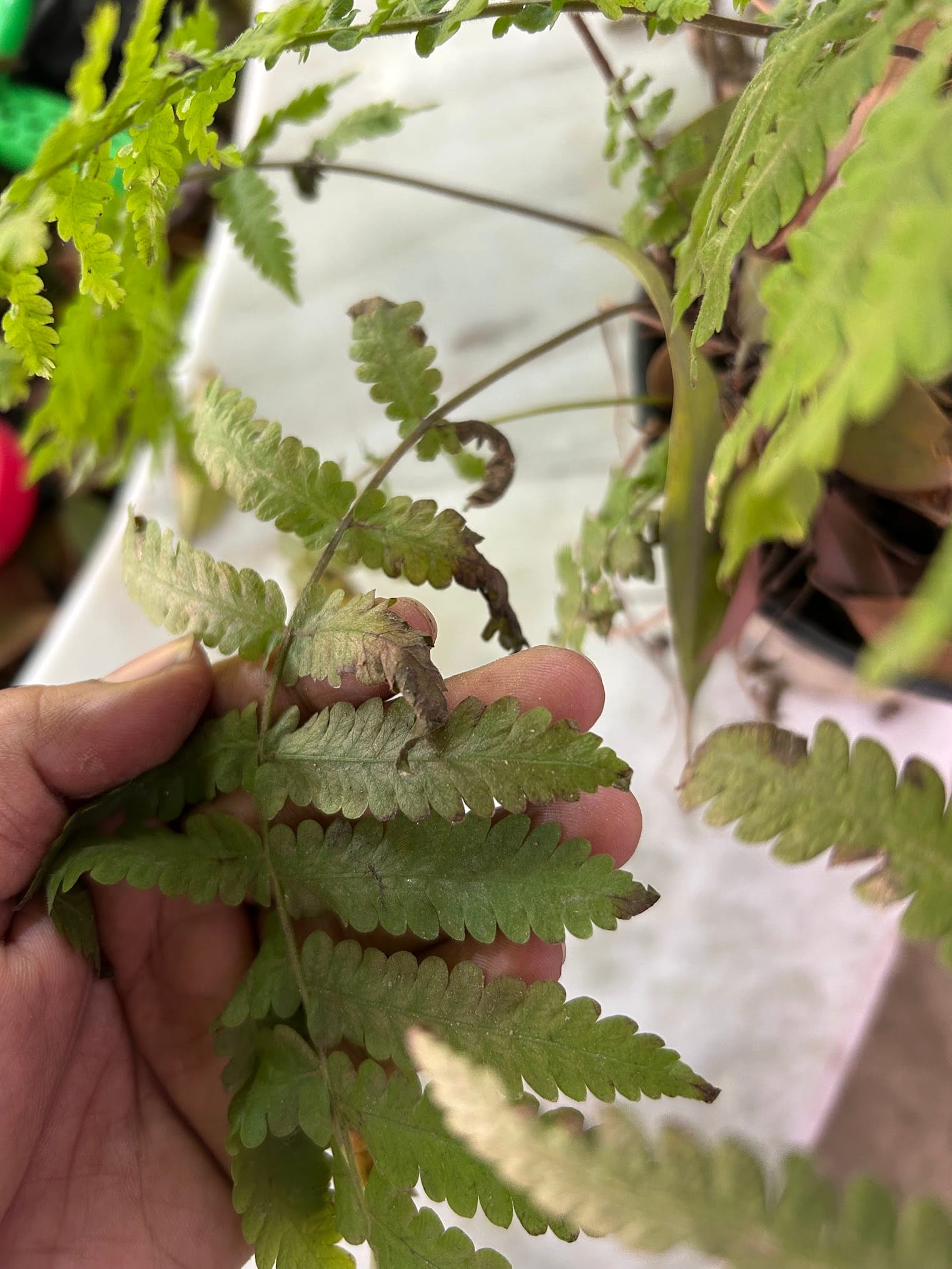 Fern leaves are turning brown due to underwatering
