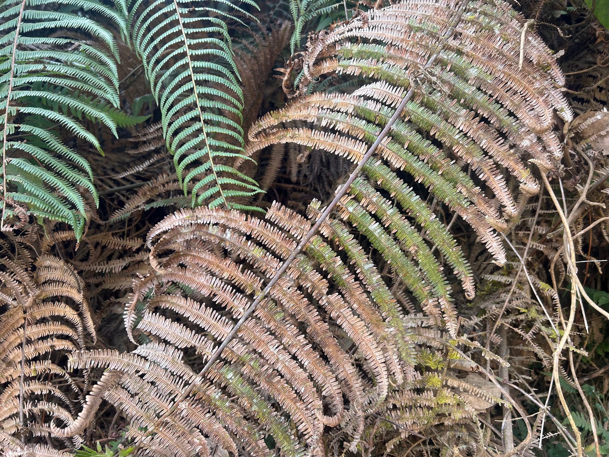 Fern leaves are turning brown due to cold