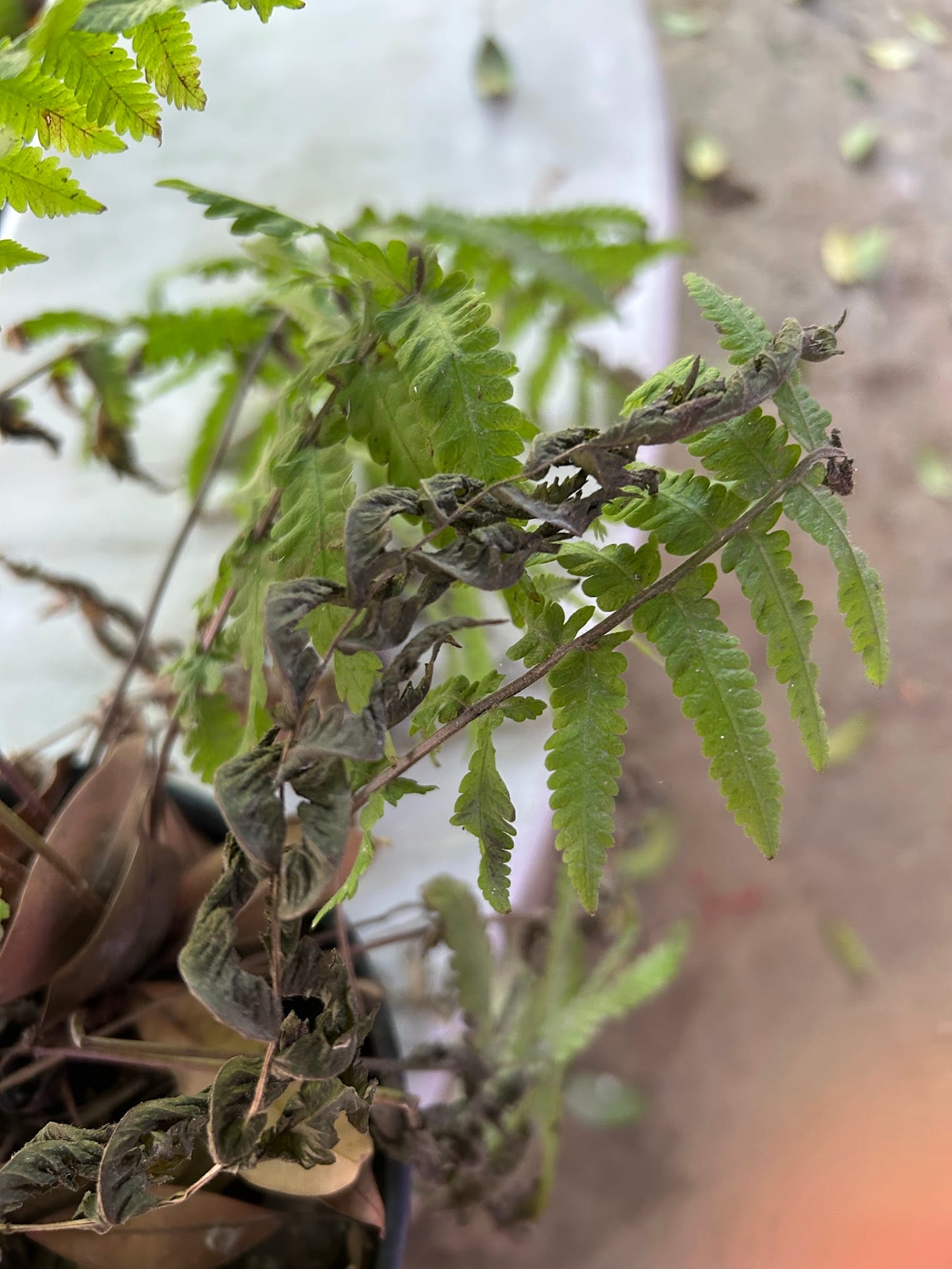 Fern leaves are turning brown due to under watering and heat stress