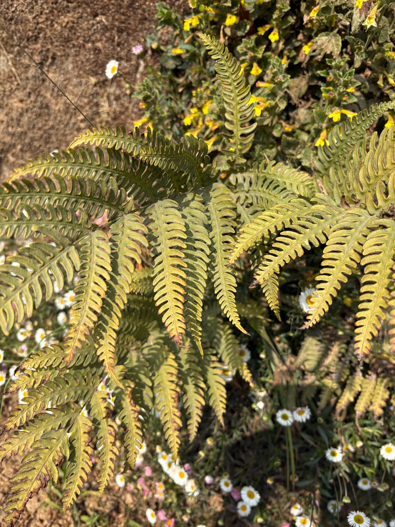 Fern on direct sunlight
