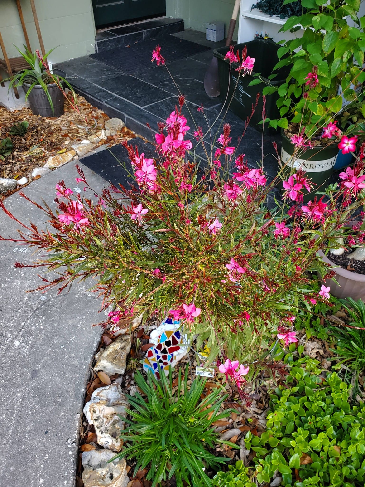 Gaura 'siskiyou pink'