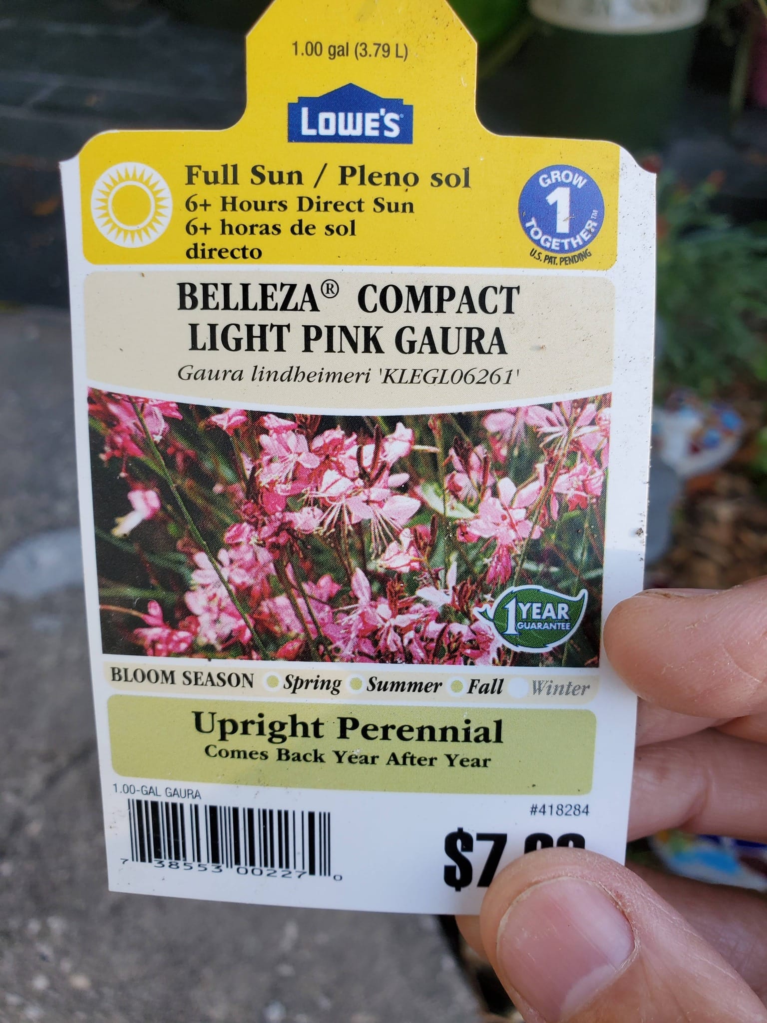 Gaura Price tag of Lowe's