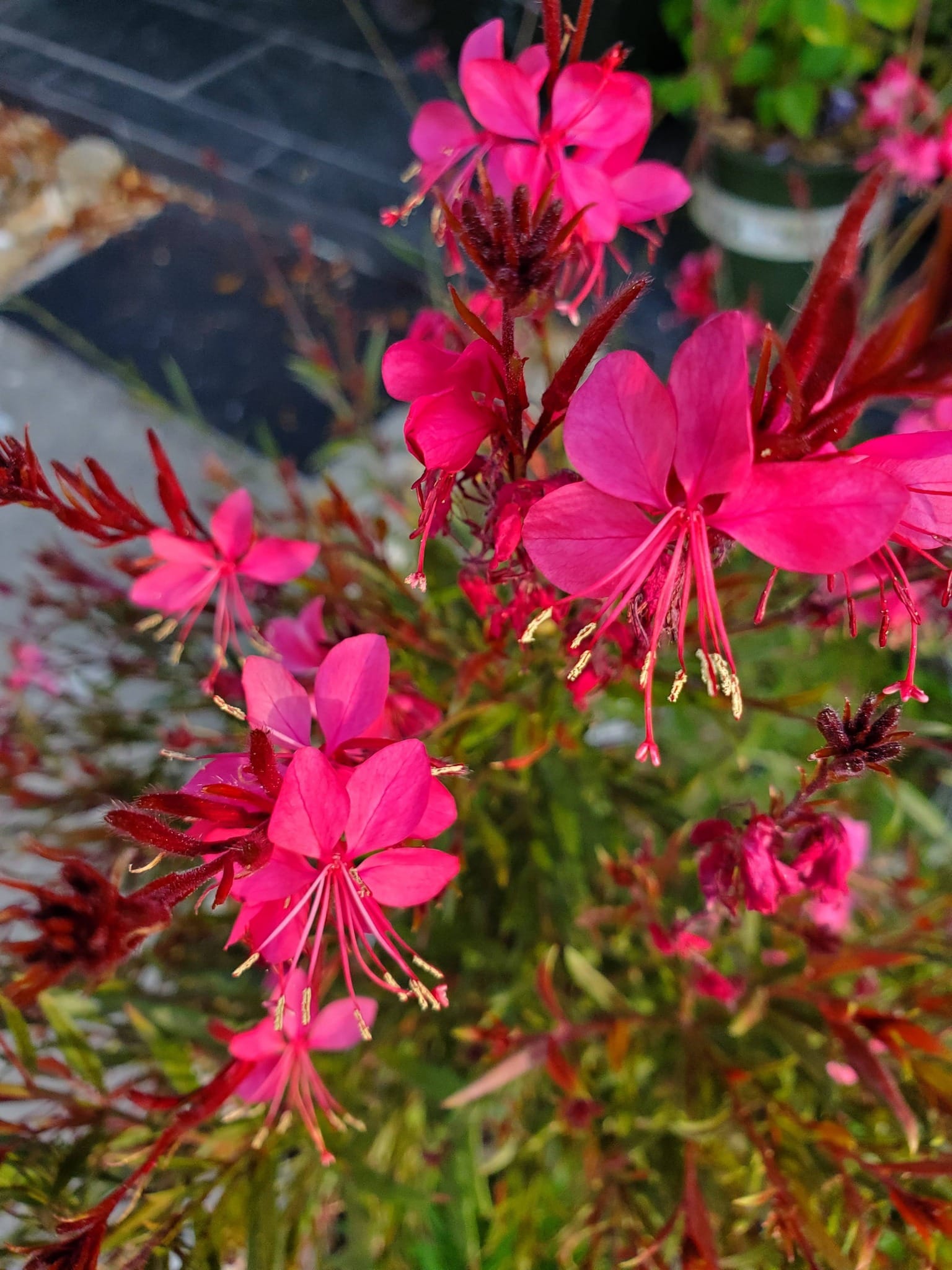 How to care Gaura Plant