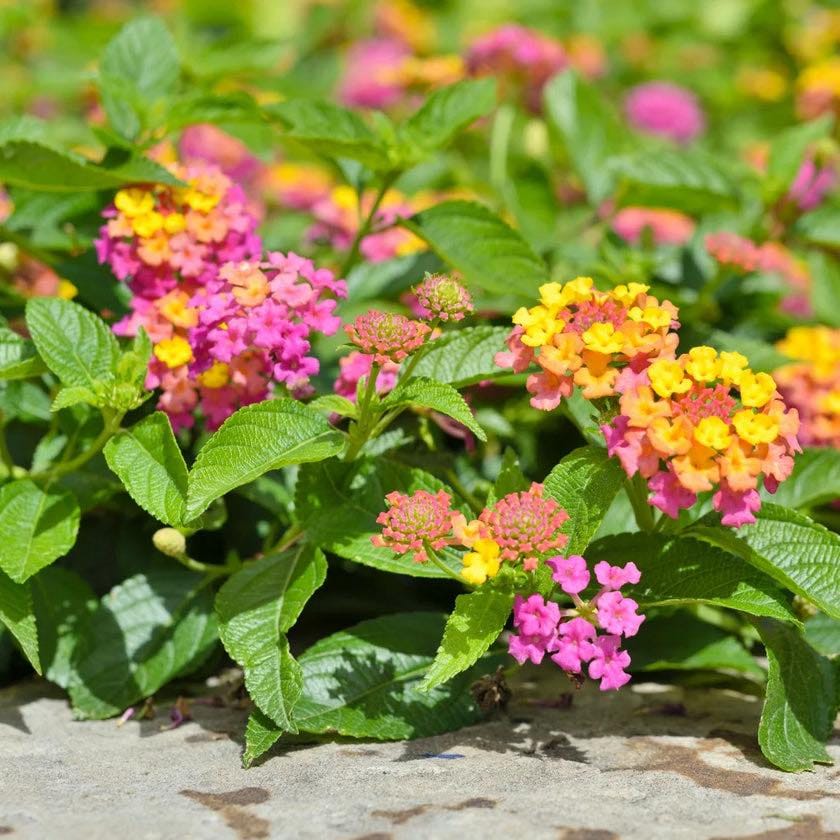 Lantana is a perennial in Zone 8