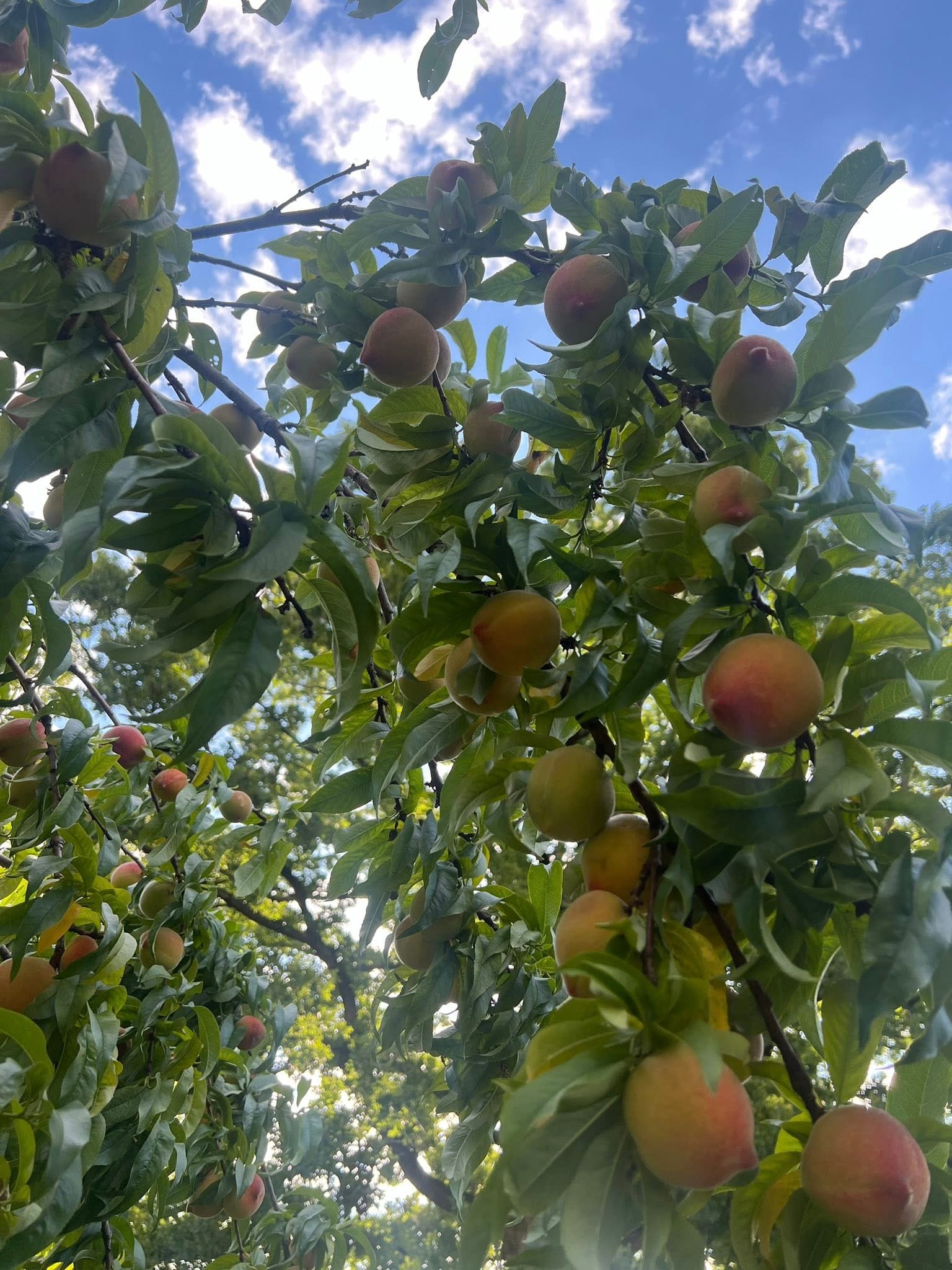 Peach Tree in North Texas