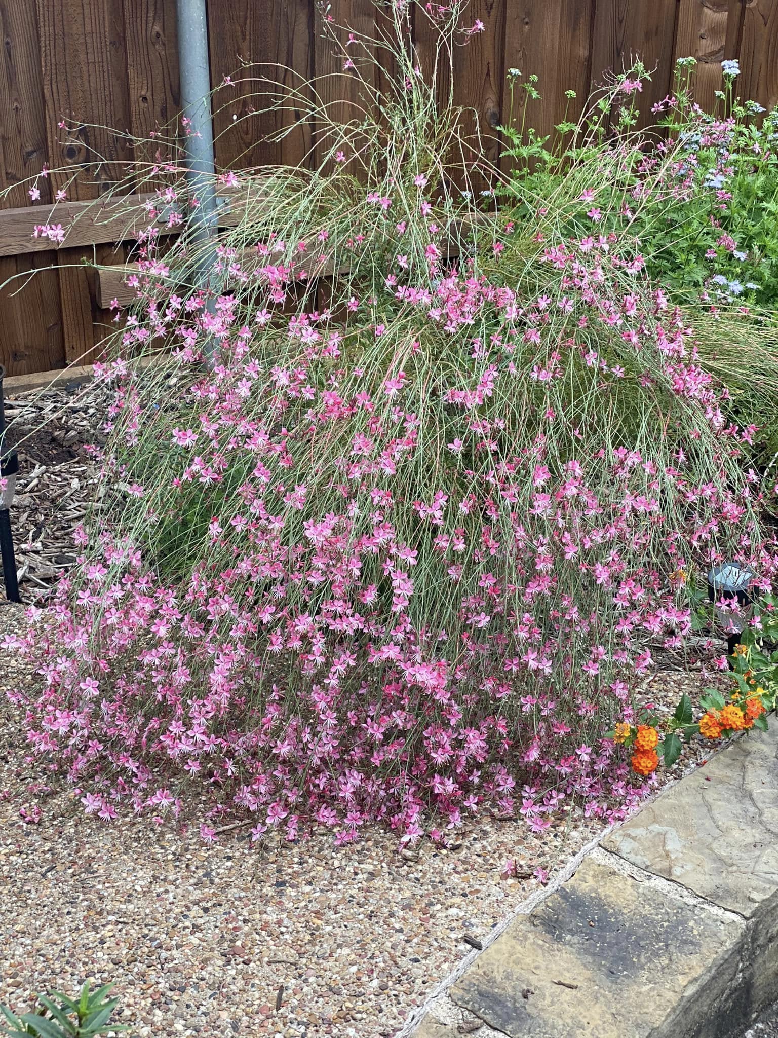 Pink Gaura in Texas